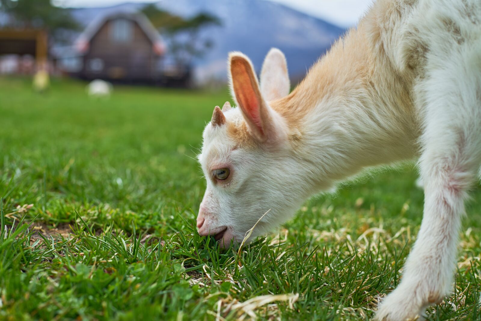 Sony DT 50mm F1.8 SAM sample photo. Goat, ranch, diet photography