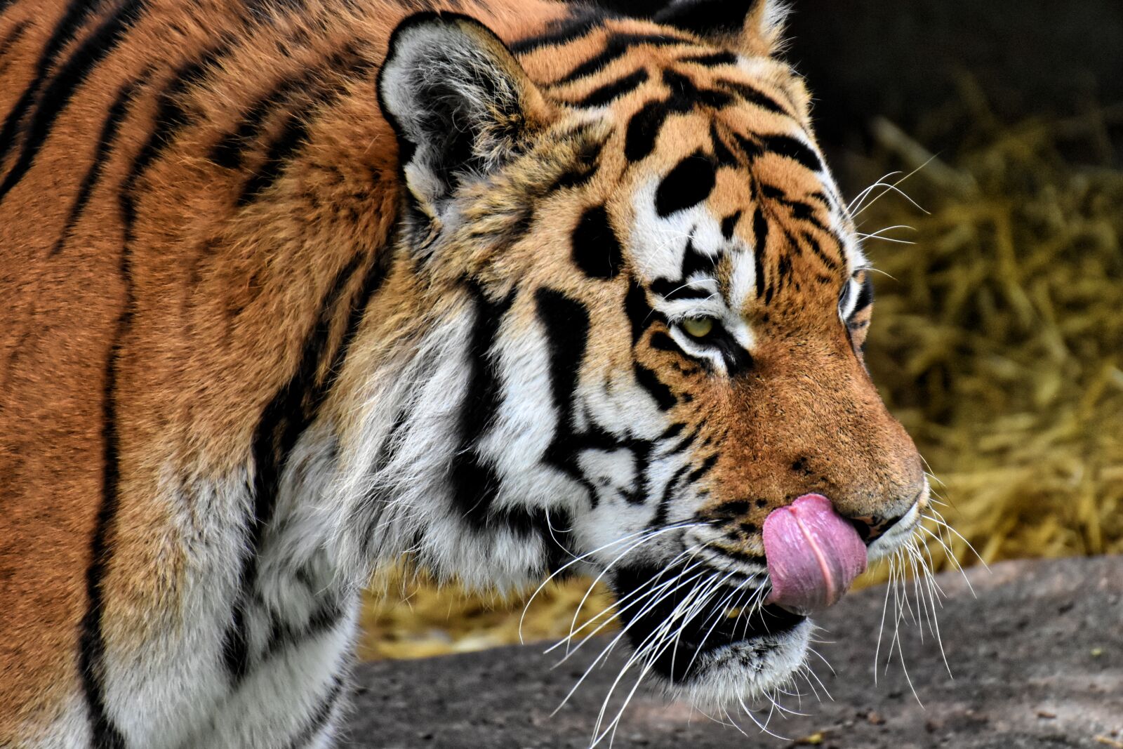 Nikon D7200 sample photo. Tiger, big cat, predator photography