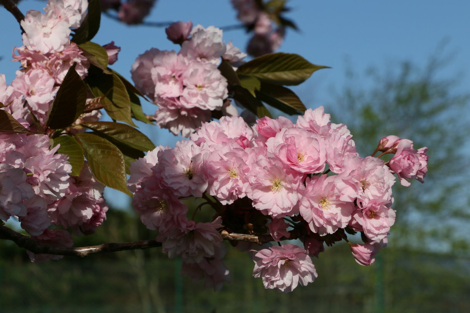 Canon EOS 70D sample photo. Cherry blossom, spring, wedding photography