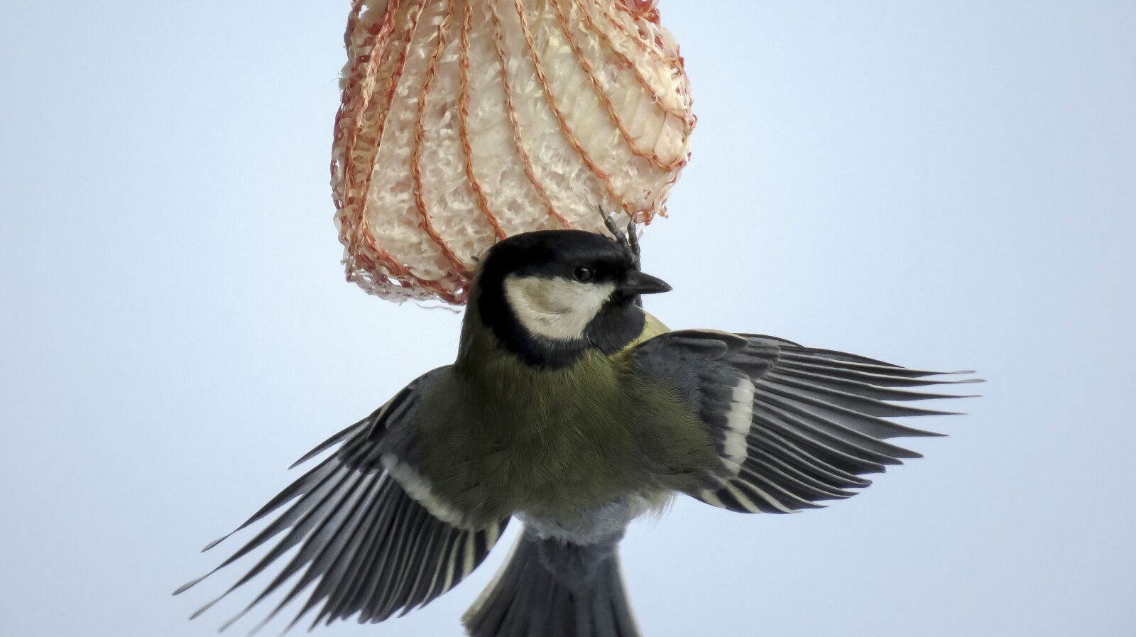 Canon PowerShot SX60 HS sample photo. Bird, tit, wings photography