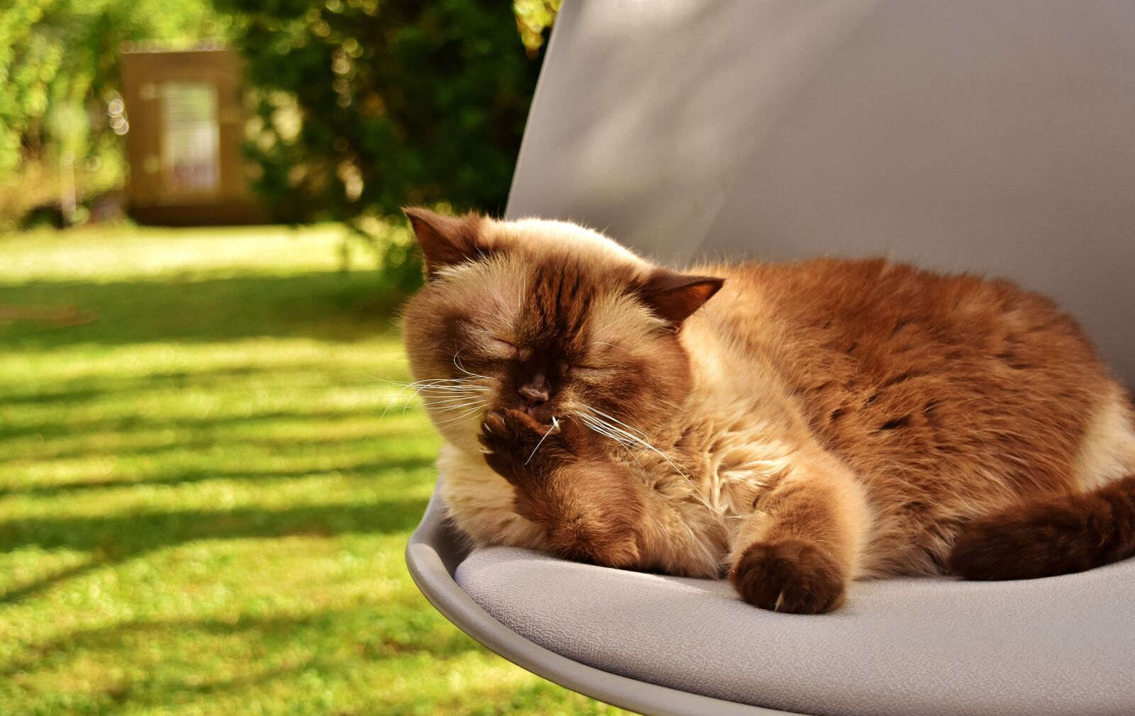 Nikon D7200 sample photo. British shorthair, cat, domestic photography