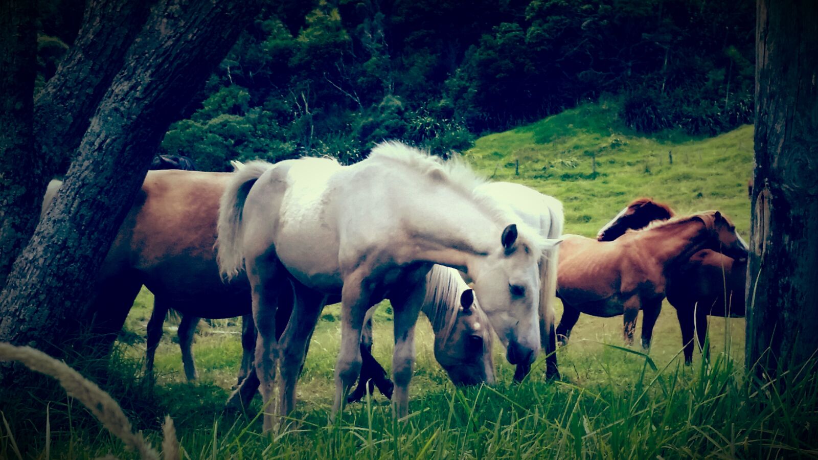 Samsung Galaxy S5 sample photo. Brown, grass, green, horses photography