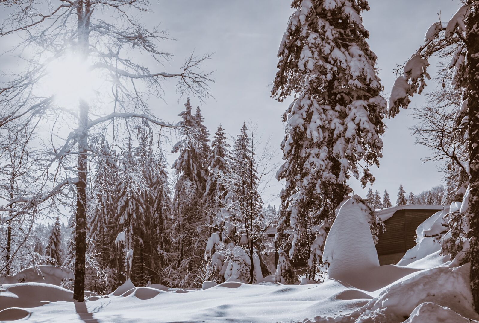 Fujifilm X-T10 + Fujifilm XF 35mm F1.4 R sample photo. Forest, winter, snow photography