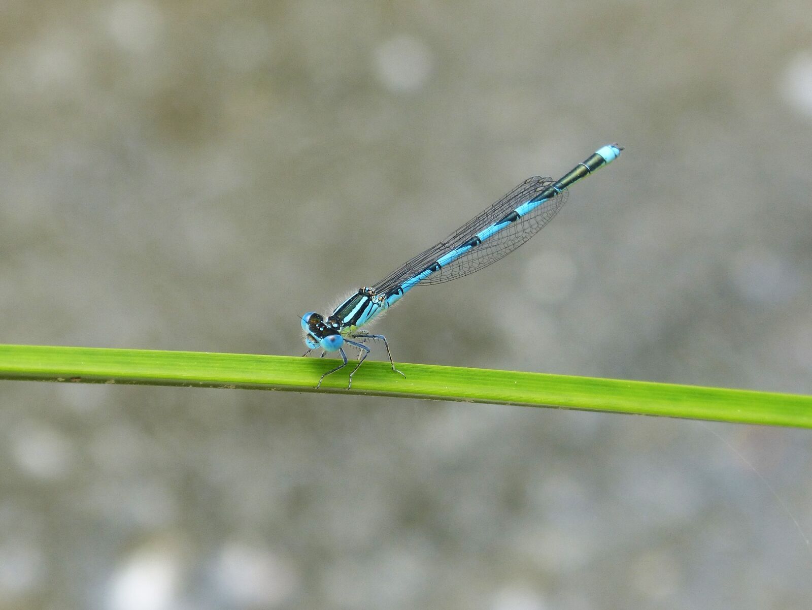 Panasonic DMC-FZ62 sample photo. Dragonfly, blue dragonfly, wetland photography