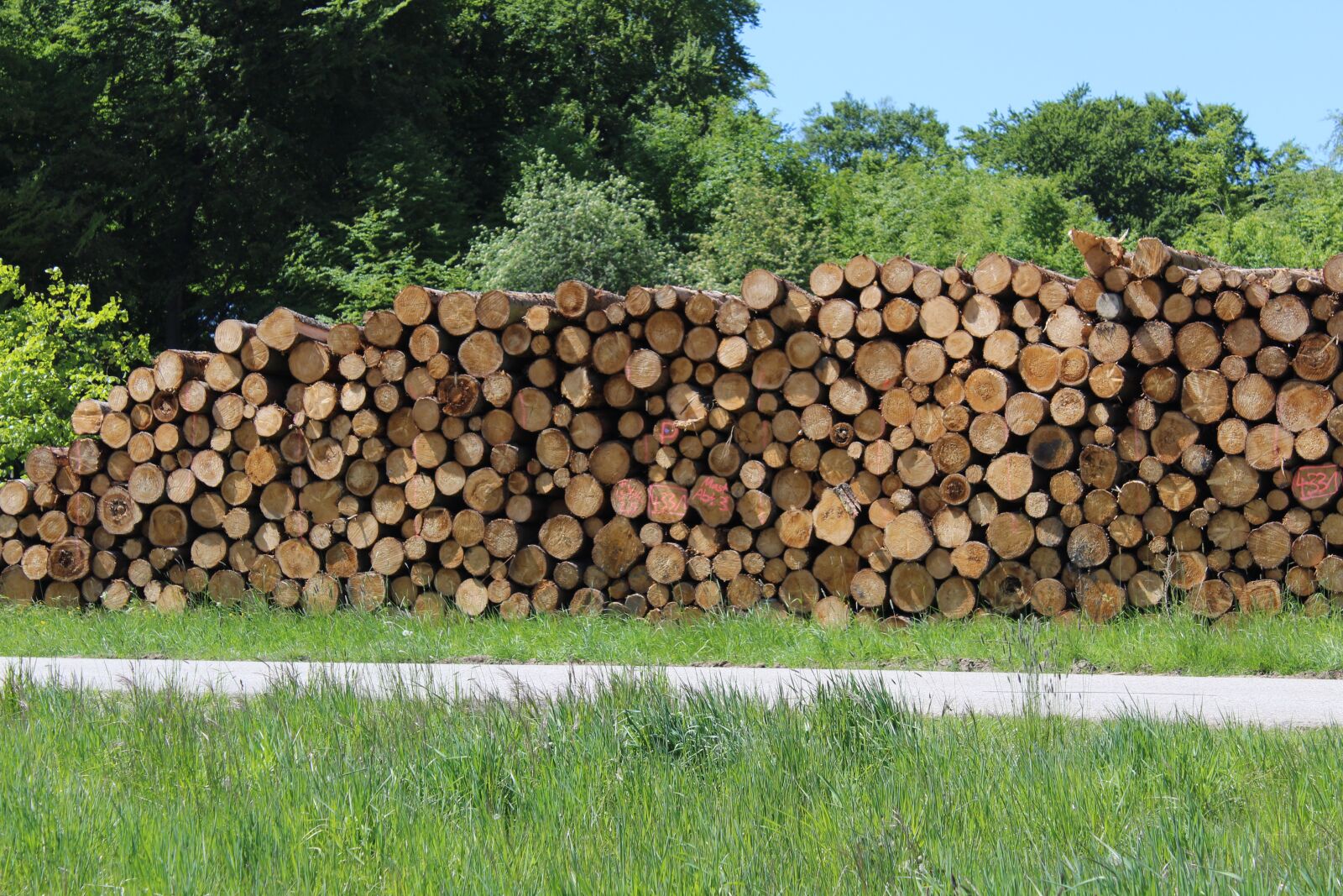 Canon EOS 1300D (EOS Rebel T6 / EOS Kiss X80) sample photo. Wood, holzstapel, firewood photography