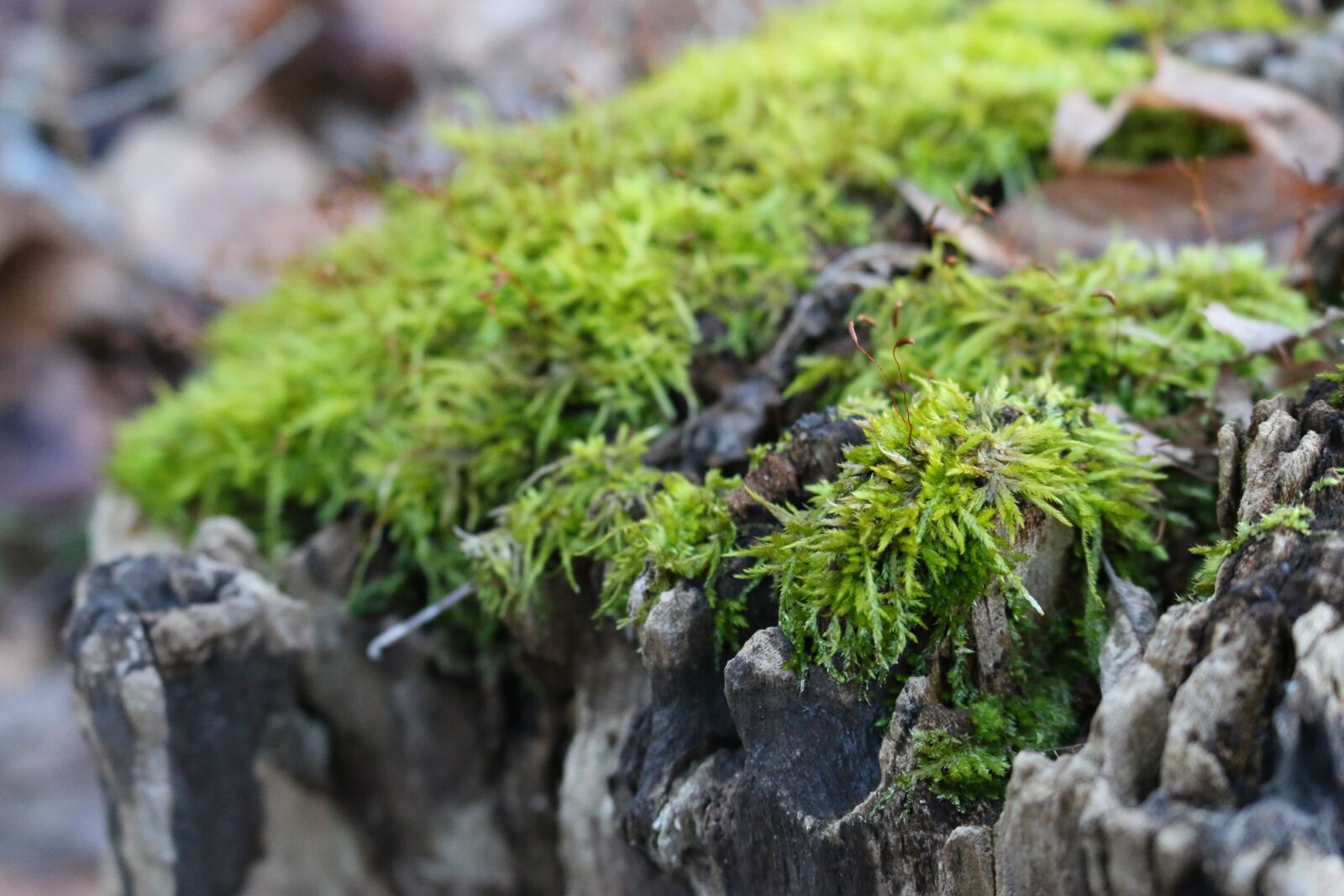 Canon EOS 70D sample photo. Log, moss, nature photography