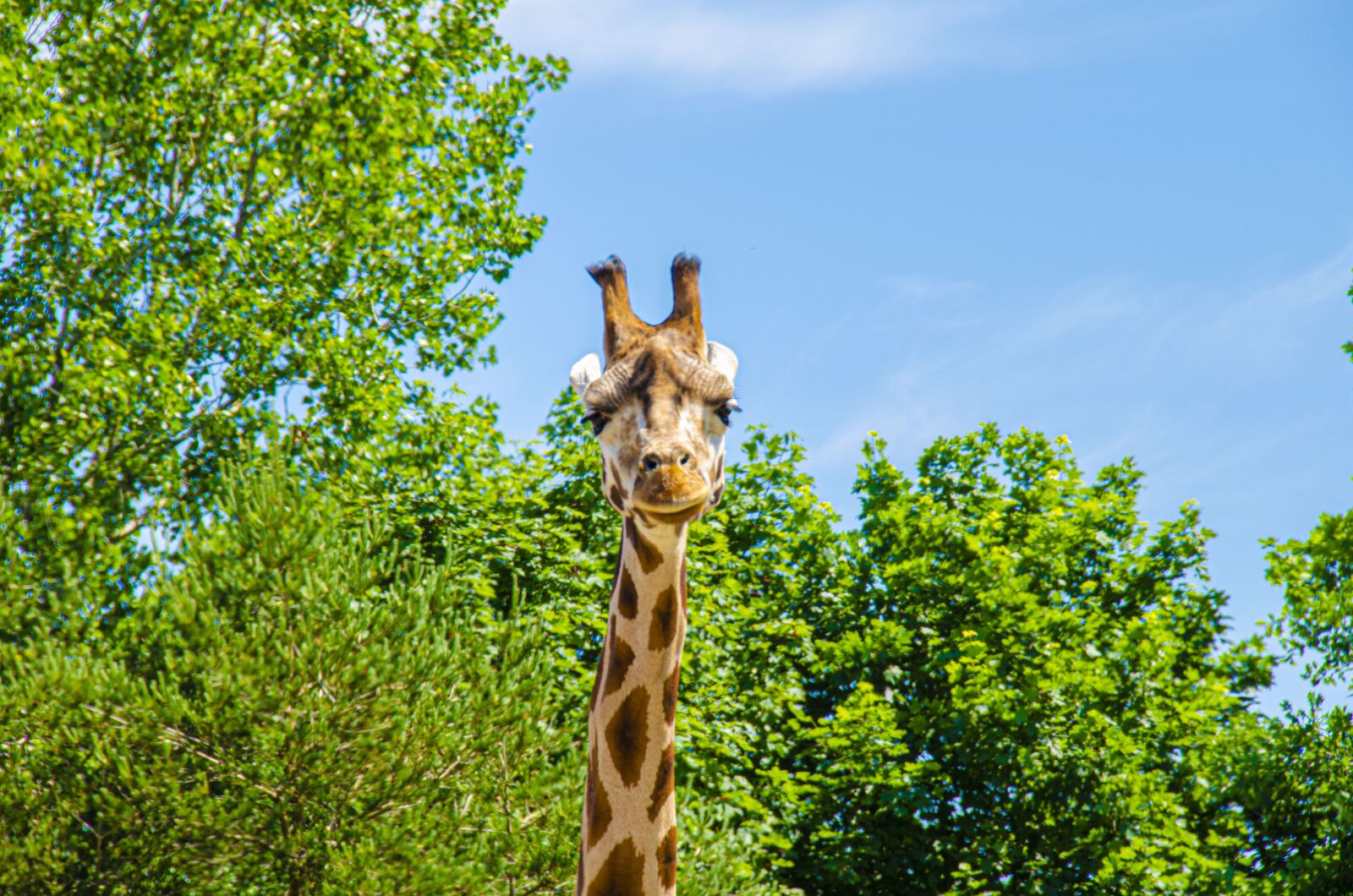 Nikon D5100 sample photo. Giraffe, animal, animals photography