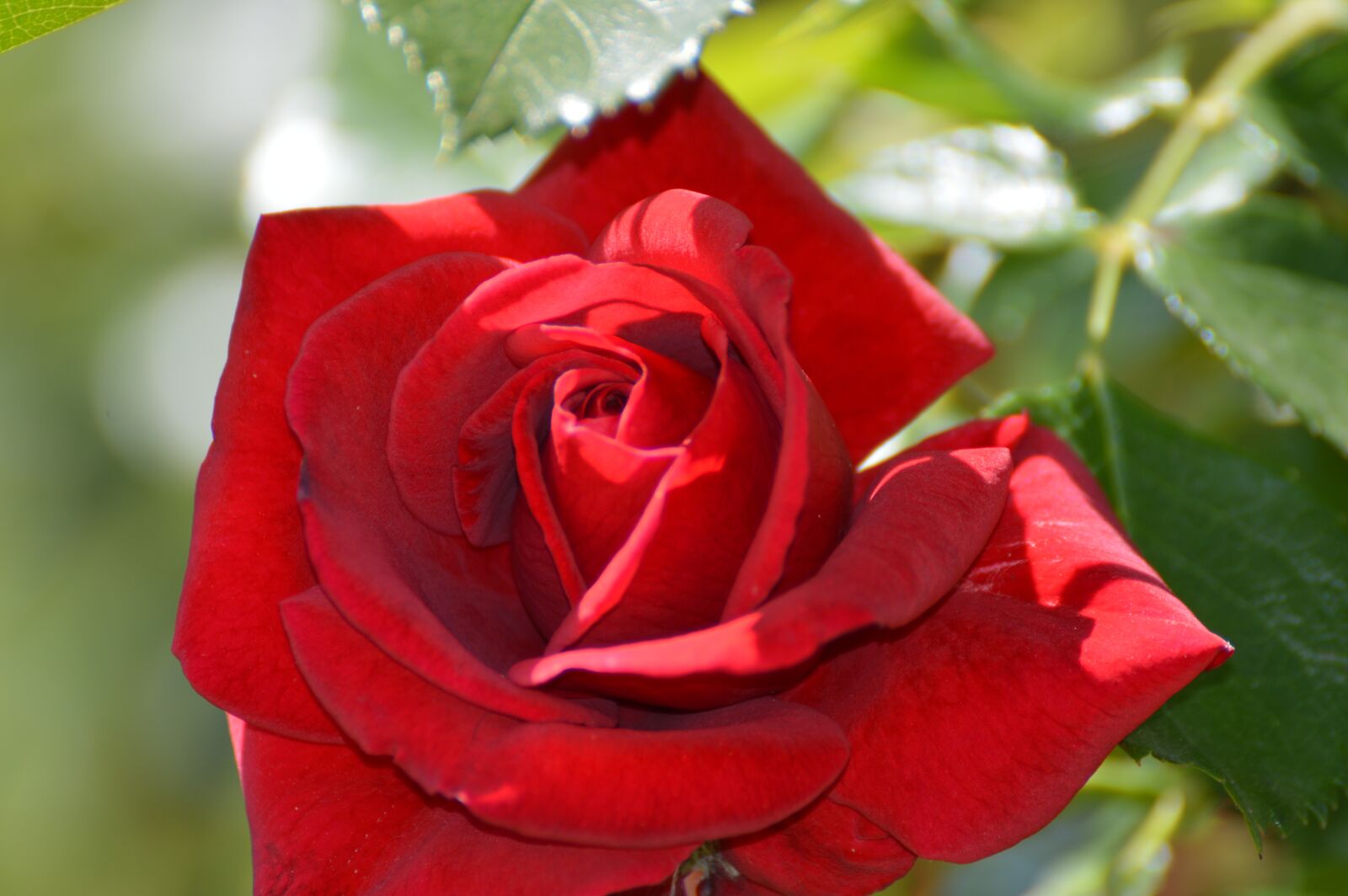 Nikon D3200 sample photo. Rose, flower, garden photography