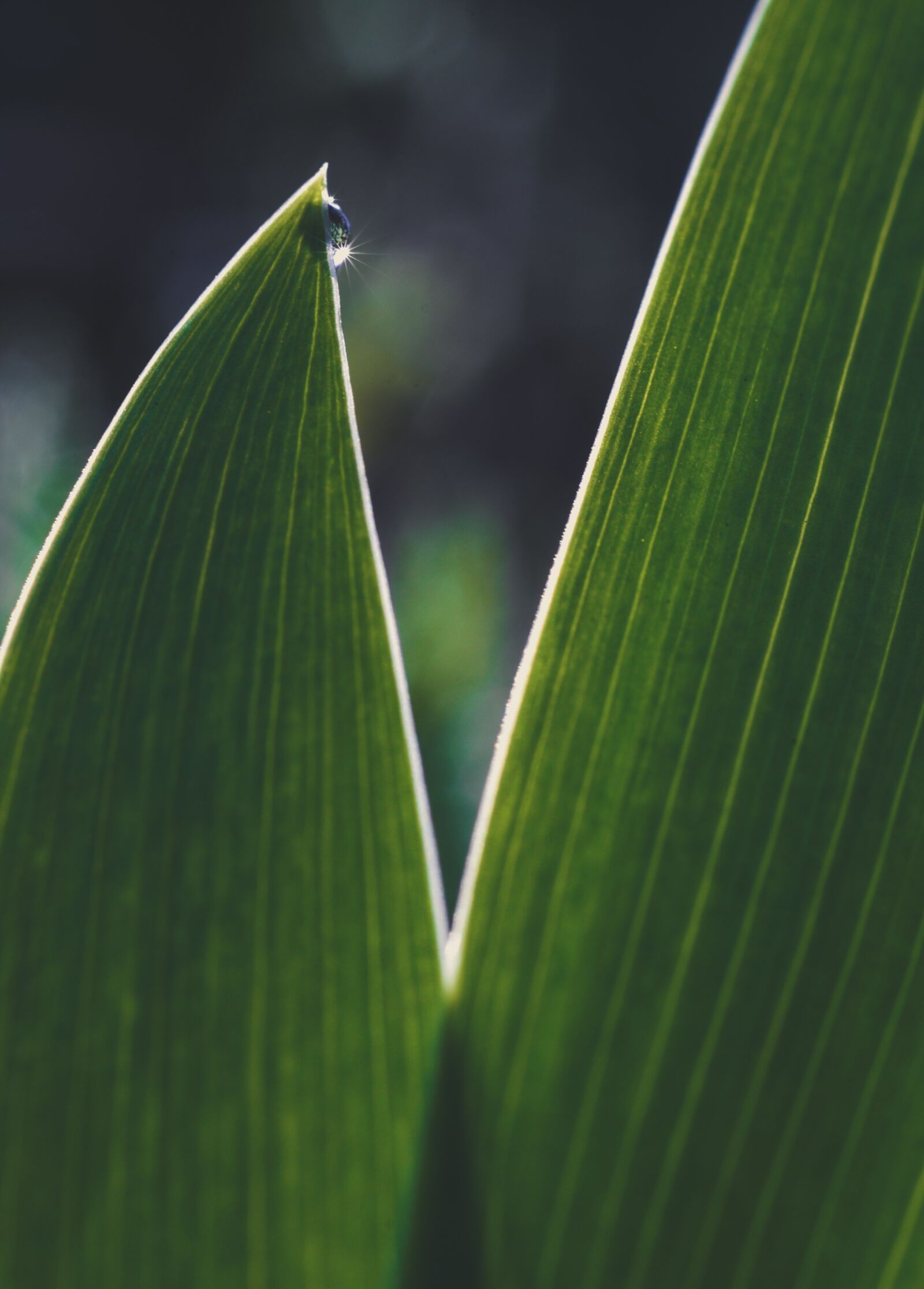Nikon D610 sample photo. Leaves, drip, pointed photography