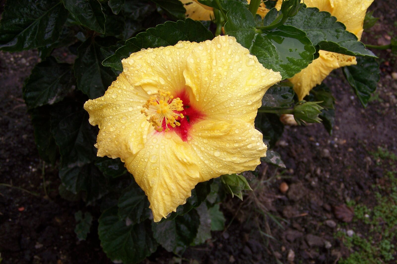 Kodak Z712 IS ZOOM DIGITAL CAMERA sample photo. Flower, yellow, flora photography