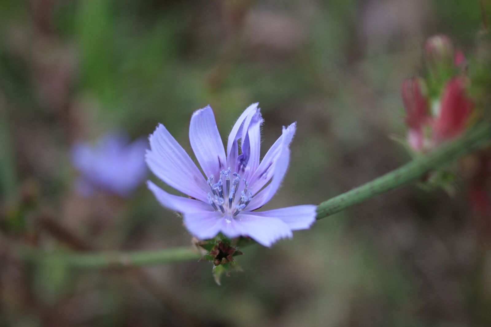 Canon EOS 1300D (EOS Rebel T6 / EOS Kiss X80) sample photo. Purple flowers, nature, purple photography