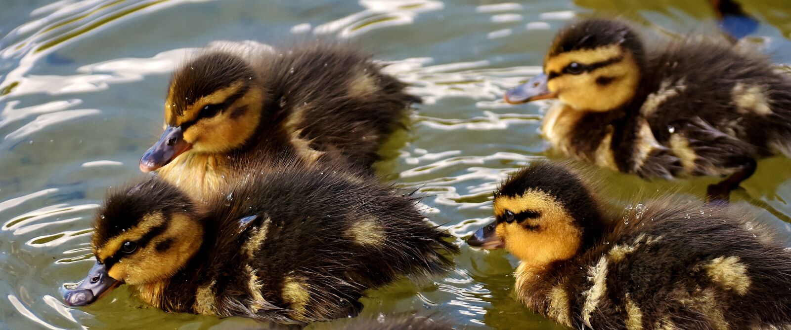 Nikon D7200 sample photo. Mallards, chicks, baby photography