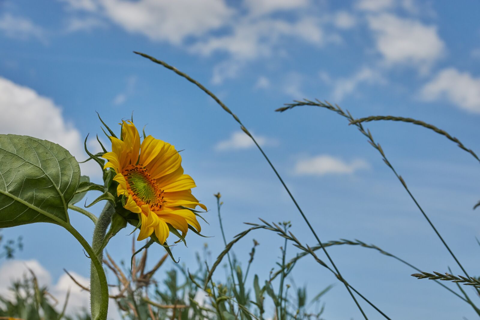 Sony Cyber-shot DSC-RX10 IV sample photo. Sunflower, sky, yellow photography