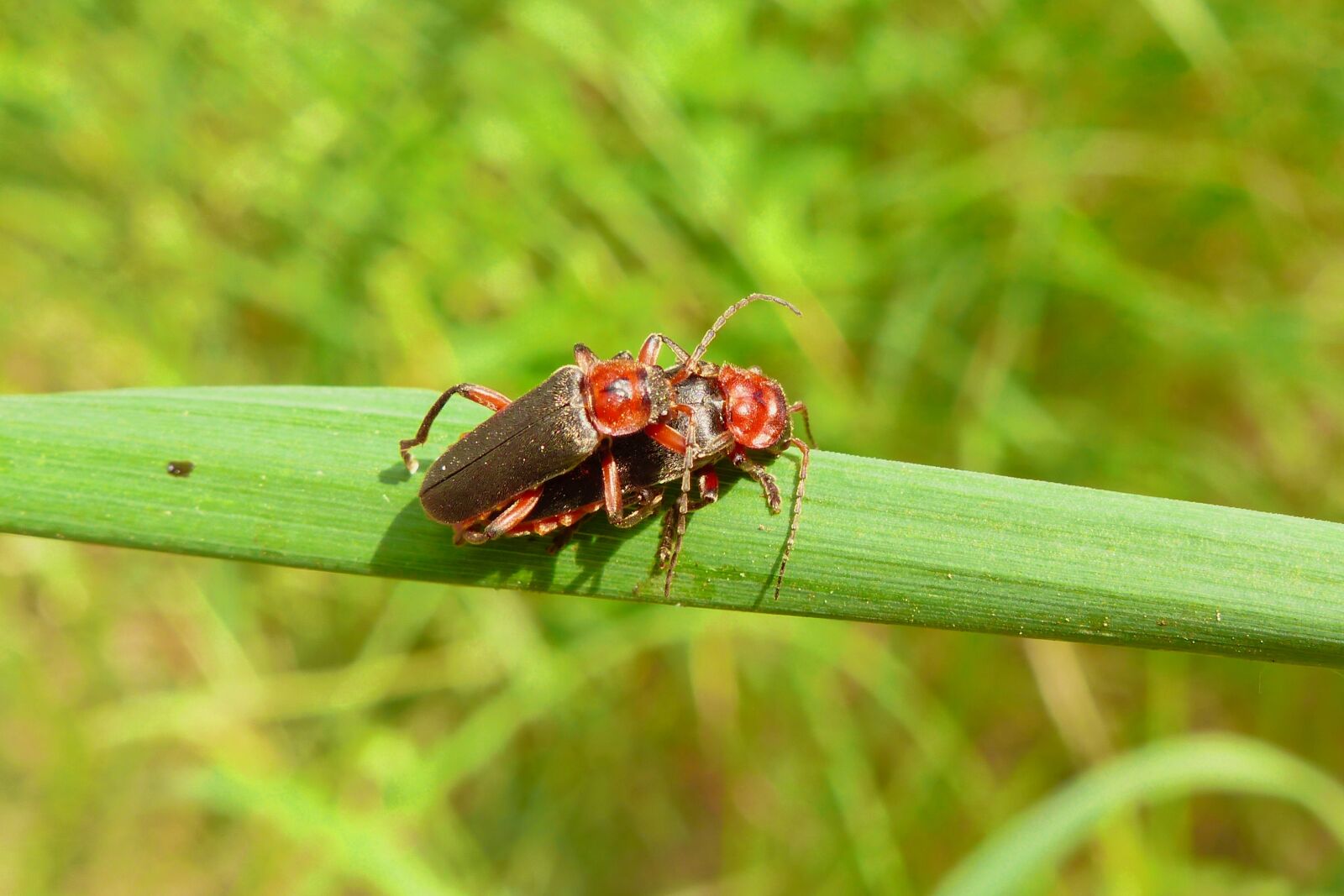 Panasonic Lumix DMC-FZ200 sample photo. Animals, invertebrates, insects photography