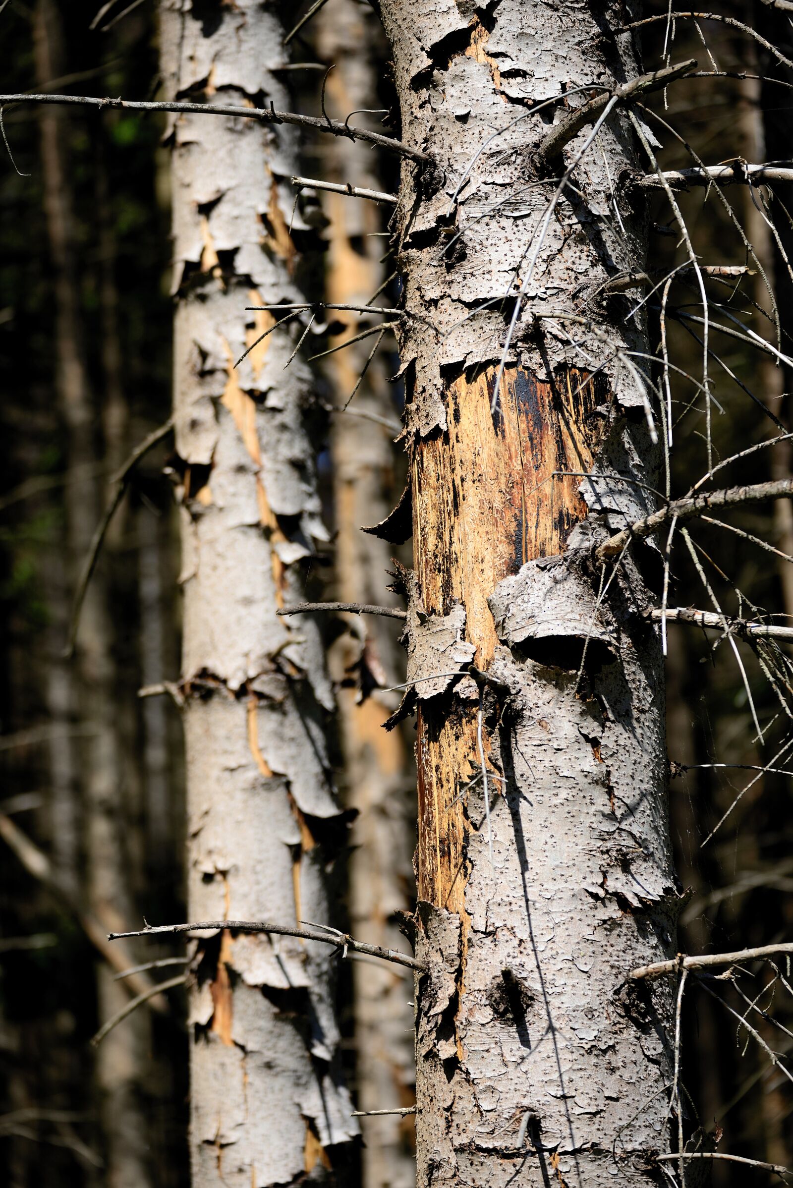 Nikon D610 sample photo. Log, bark, bark beetles photography
