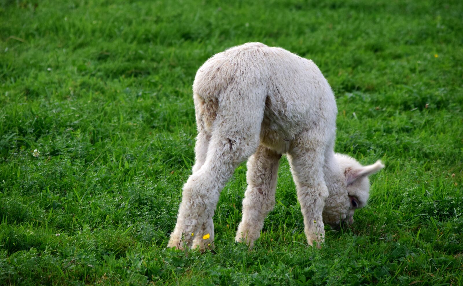 Nikon D3300 sample photo. Alpaca, baby animal, young photography