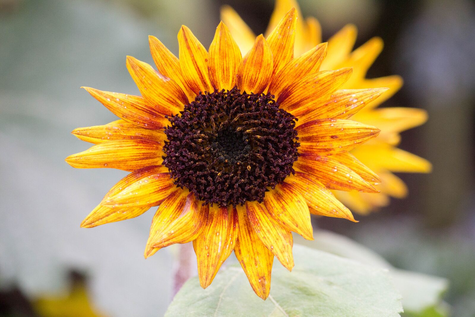 Canon EOS 700D (EOS Rebel T5i / EOS Kiss X7i) sample photo. Flower, flora, nature photography