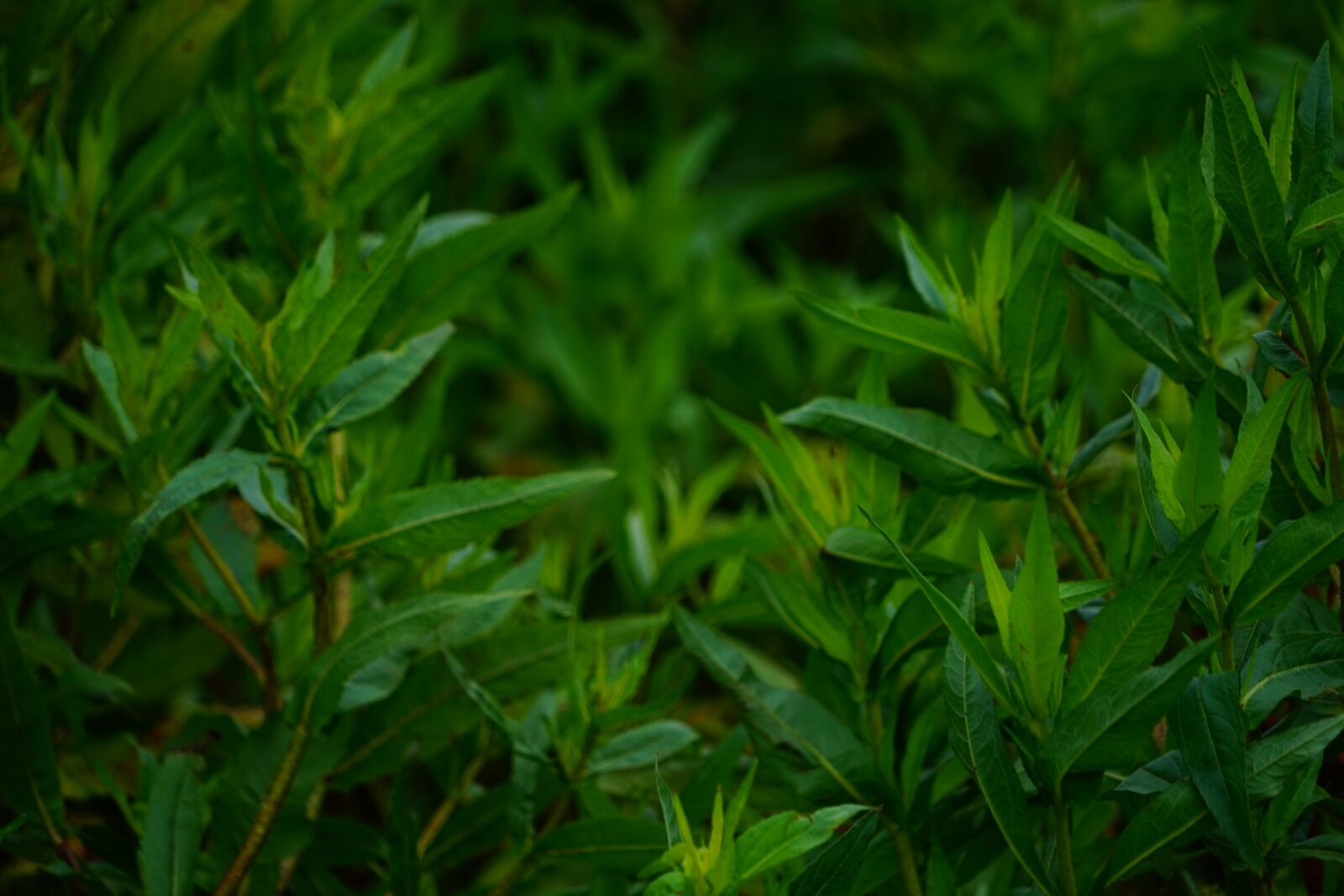 Sony a7 + Sony FE 24-240mm F3.5-6.3 OSS sample photo. Leaves, green, nature photography