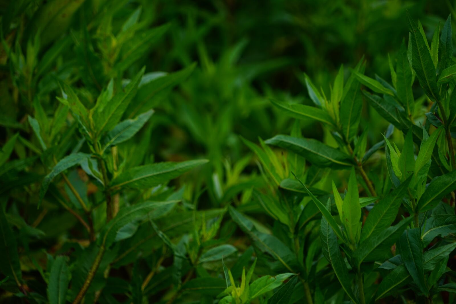 Sony a7 + Sony FE 24-240mm F3.5-6.3 OSS sample photo. Leaves, green, nature photography