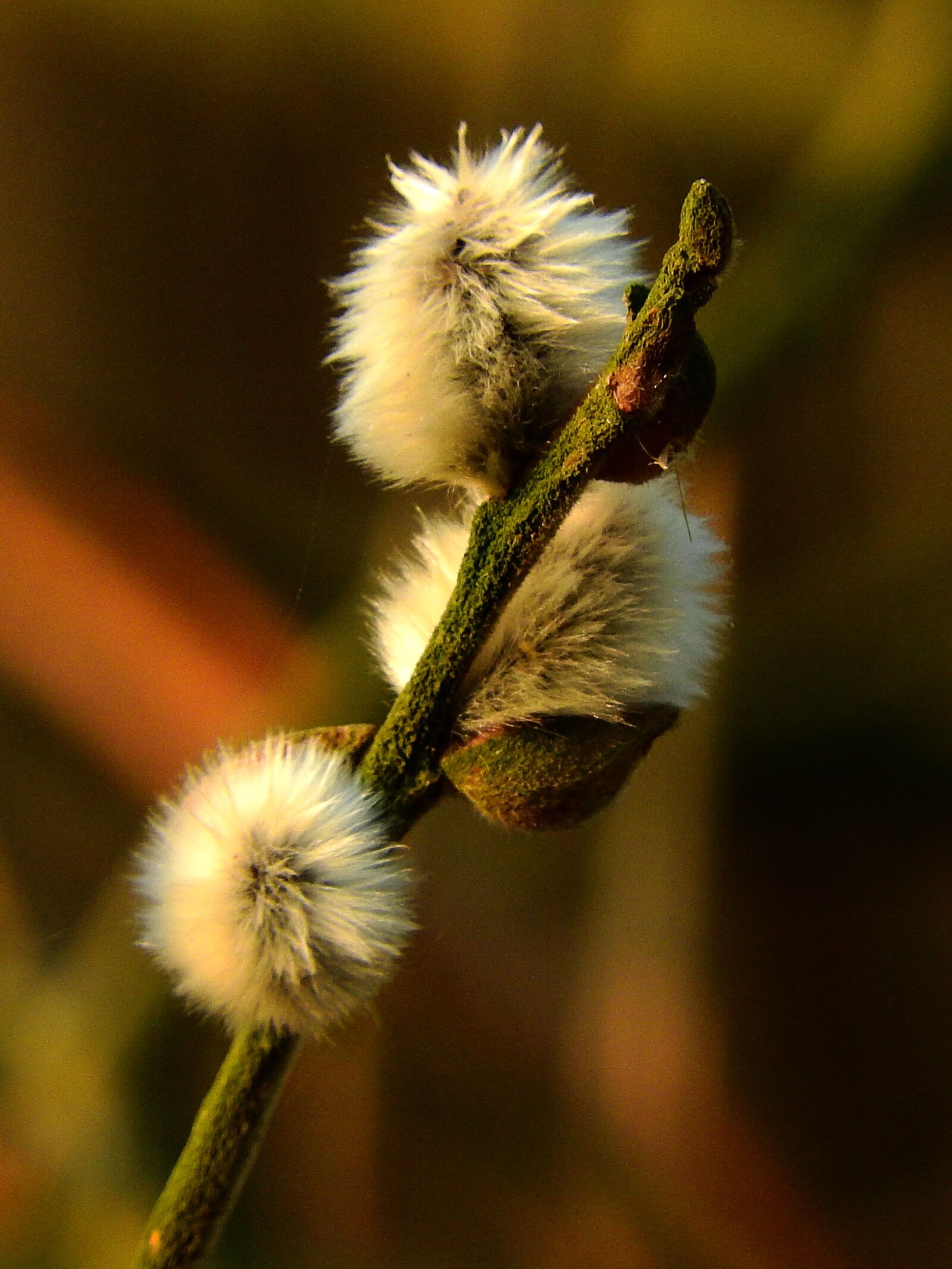 Nikon Coolpix P610 sample photo. Willow catkin, pasture, kitten photography