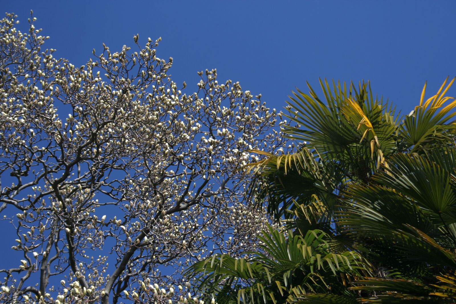 Canon EOS 350D (EOS Digital Rebel XT / EOS Kiss Digital N) sample photo. Locarno, palm, spring photography