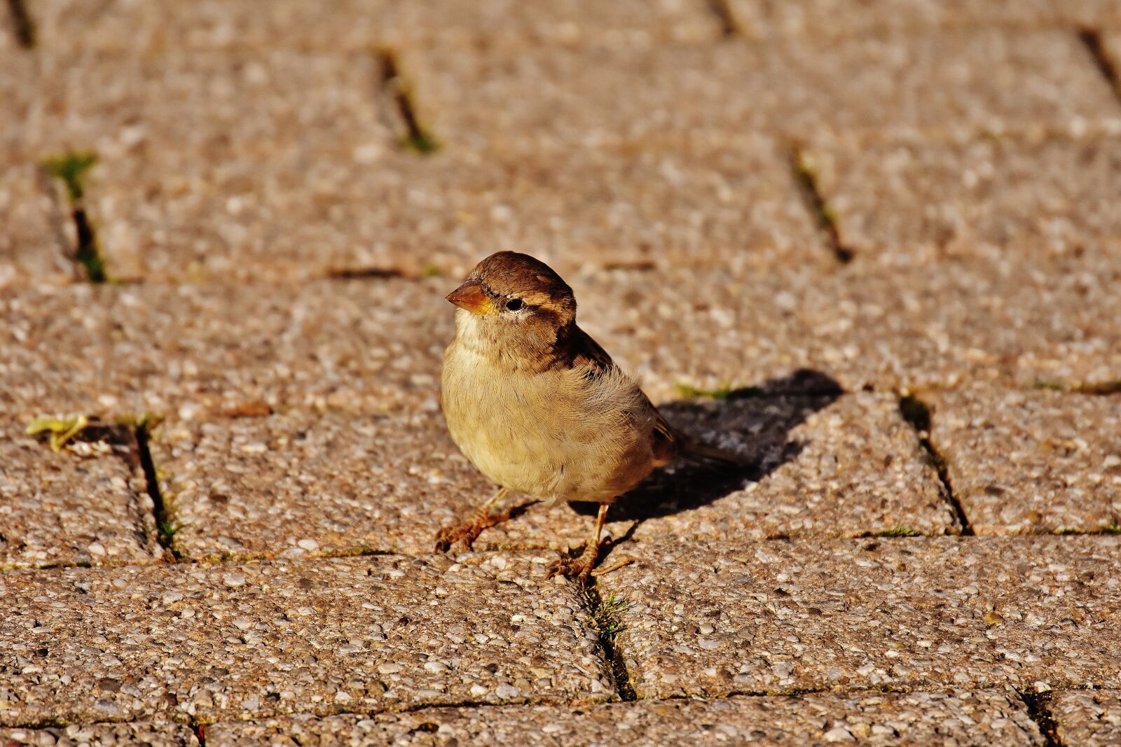 Nikon D7200 sample photo. Sparrow, bird, small photography