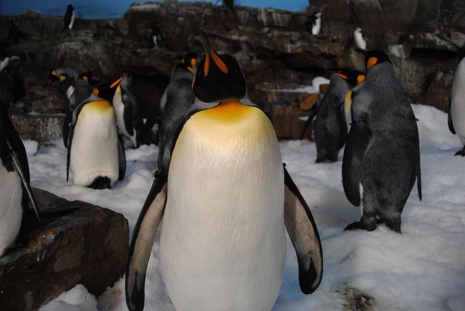 Nikon D3000 sample photo. Penguins, sea world, seaworld photography