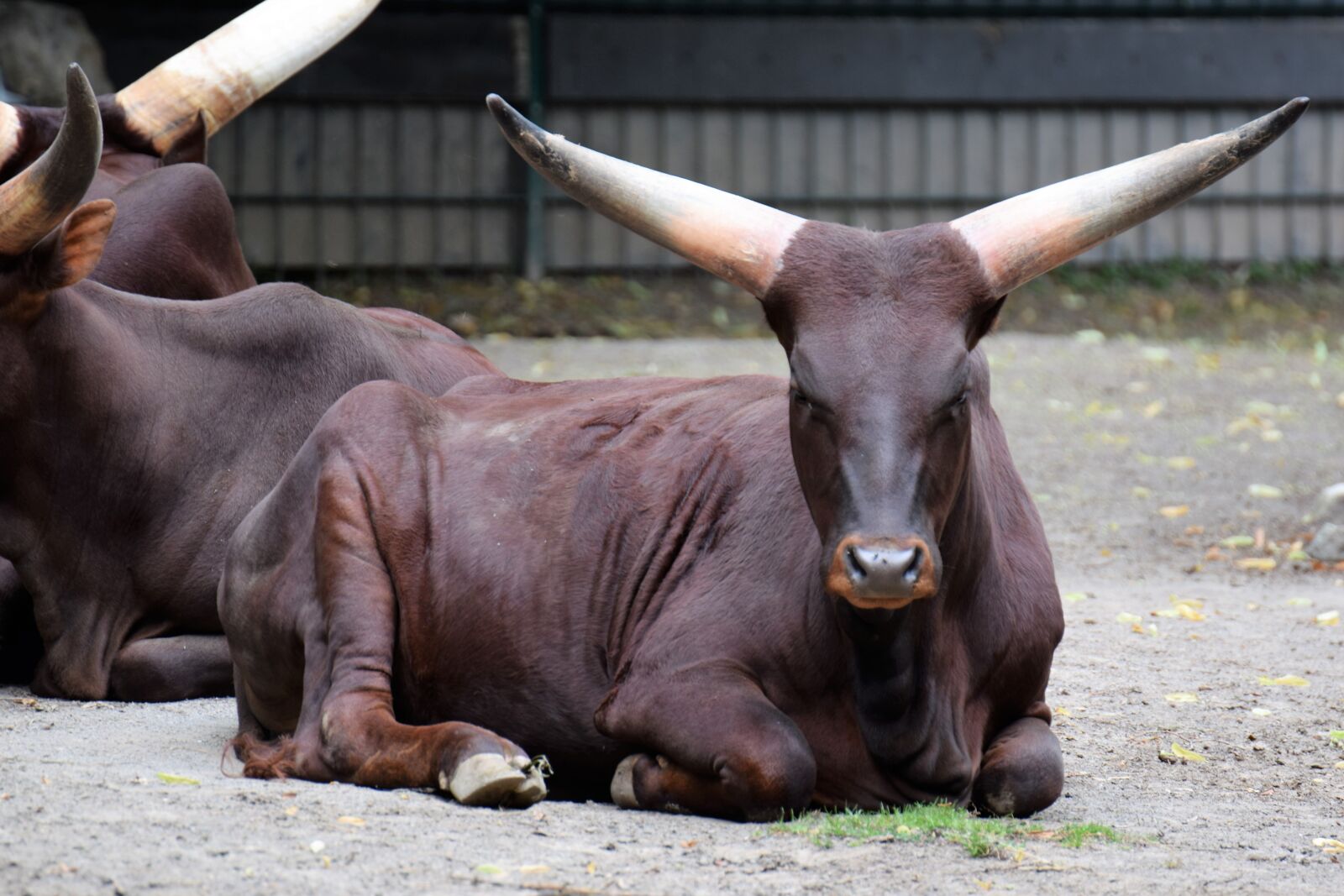 Nikon D5300 sample photo. Animal, zoo, animal portrait photography