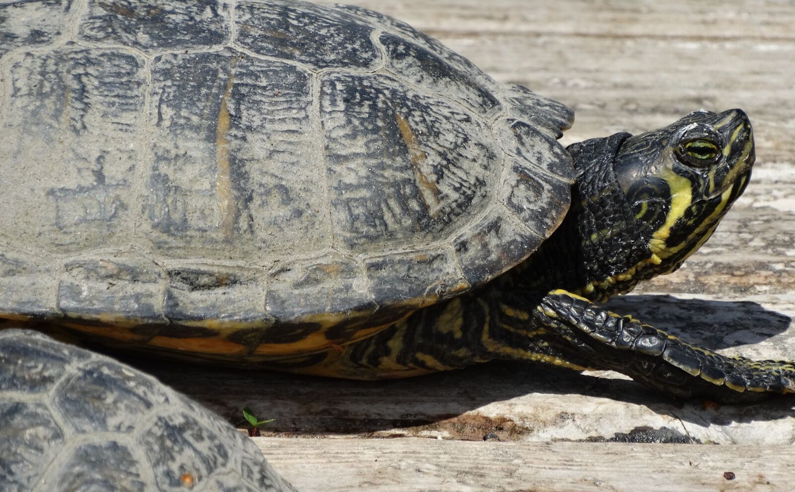 Sony Cyber-shot DSC-HX300 sample photo. Turtle, expensive, shield photography