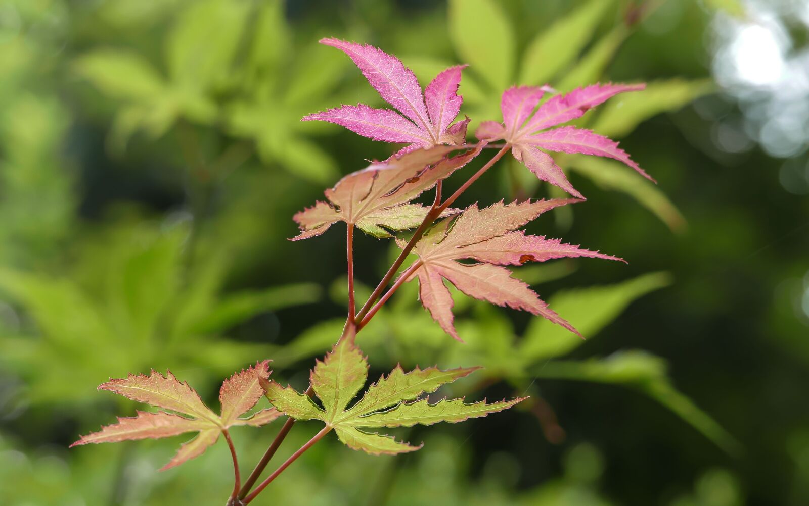 Panasonic Lumix DMC-LX100 sample photo. Change, leaf, autumn photography