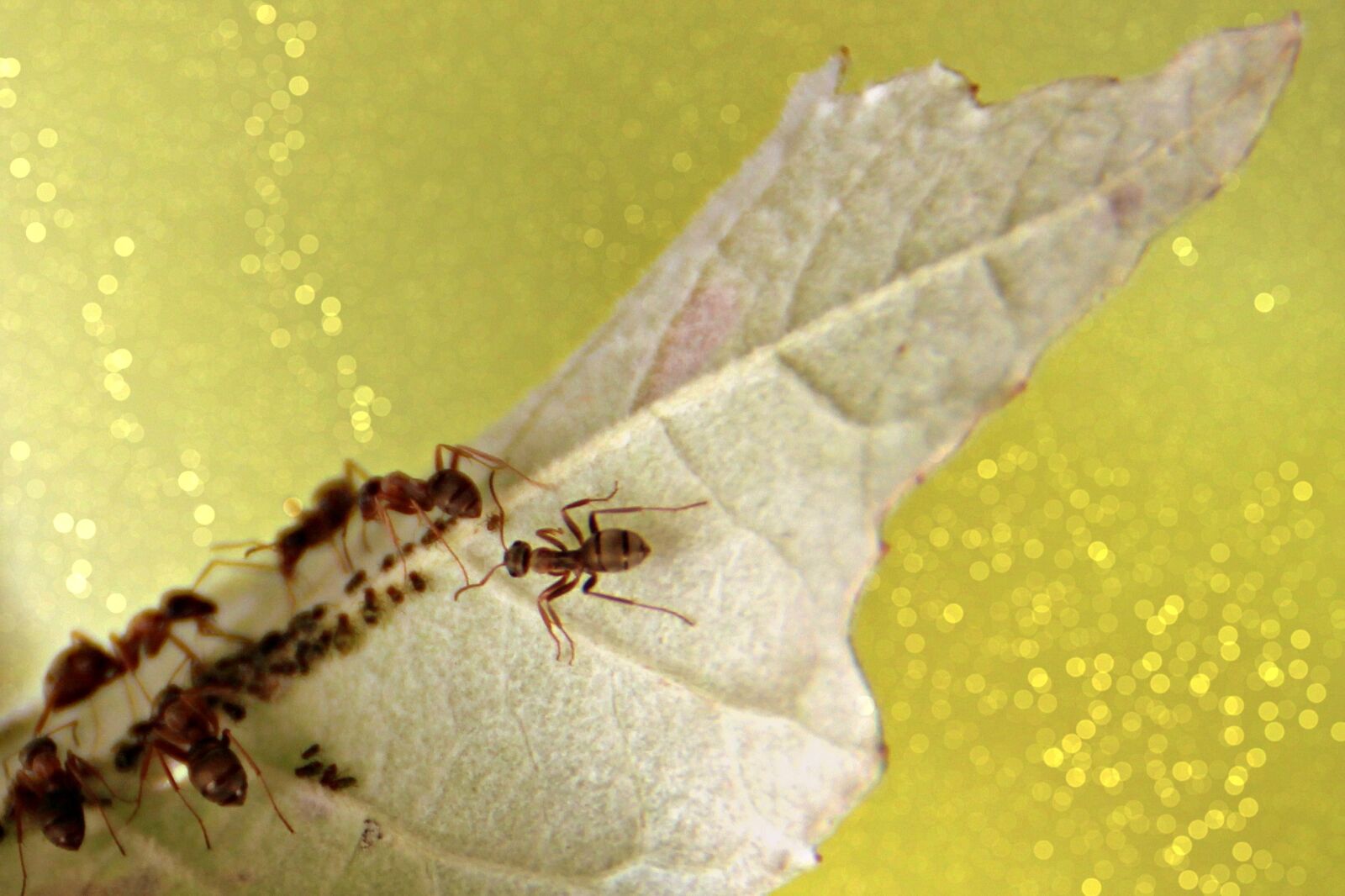 Canon EOS 700D (EOS Rebel T5i / EOS Kiss X7i) sample photo. Ants, leaf, colony photography