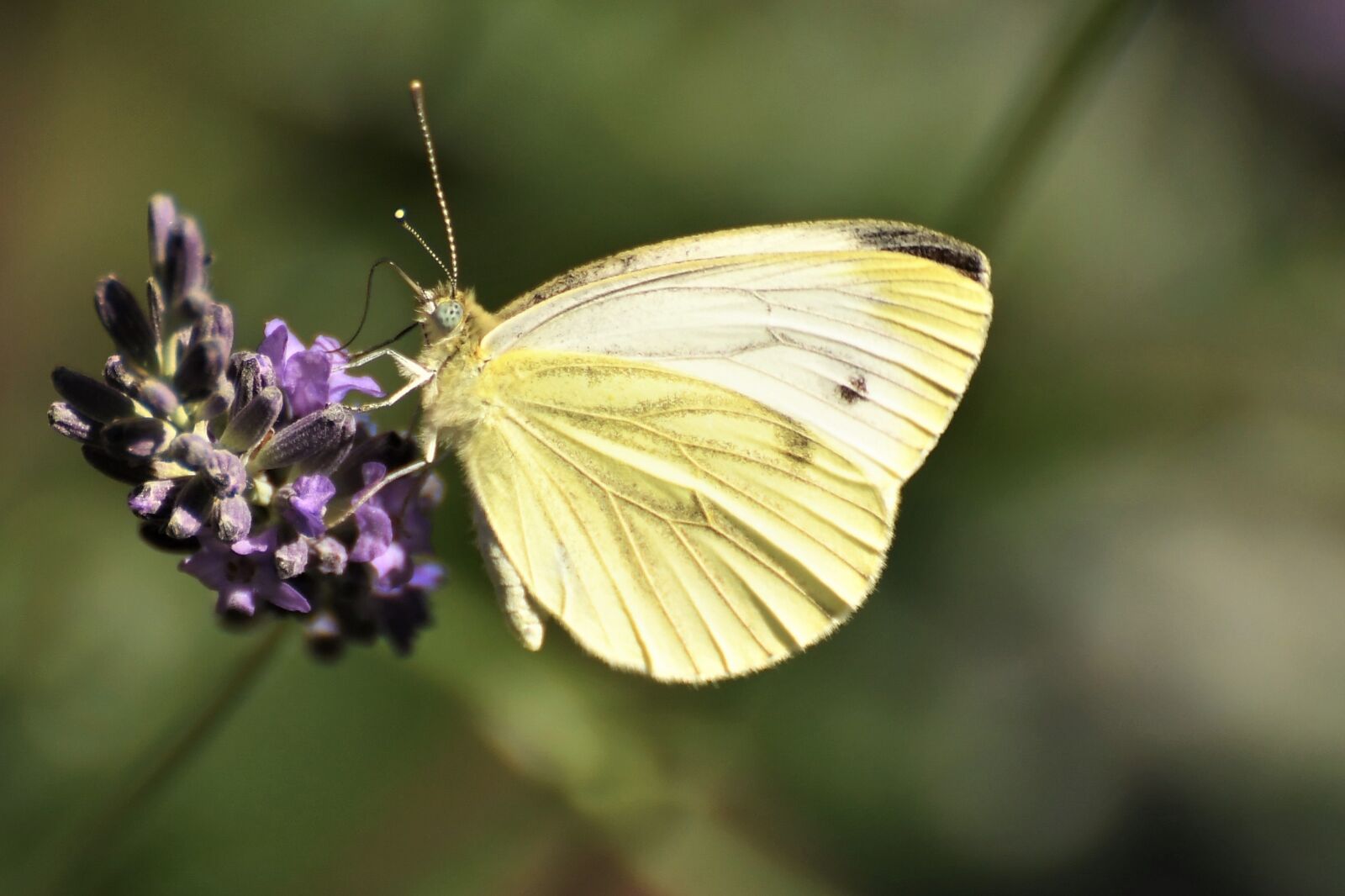 Nikon D500 sample photo. White, pieris brassicae, butterfly photography