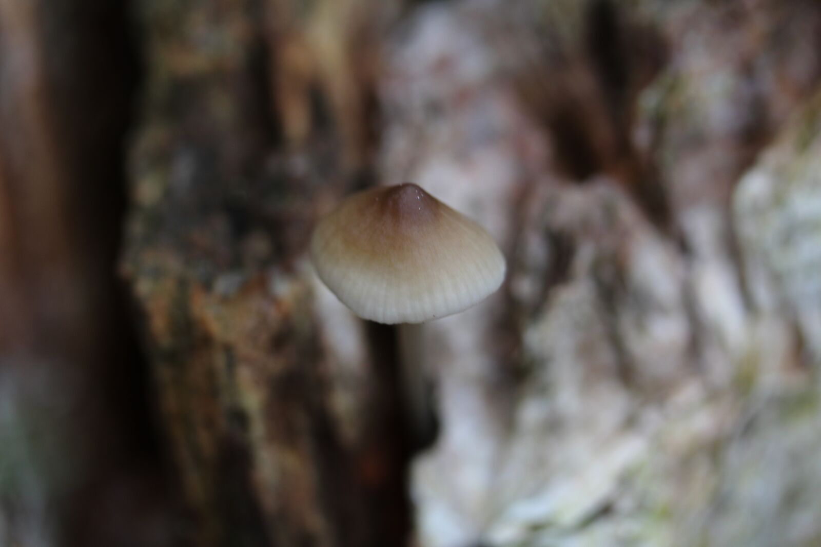 Canon EOS 650D (EOS Rebel T4i / EOS Kiss X6i) sample photo. Mushroom, mycology, wood photography
