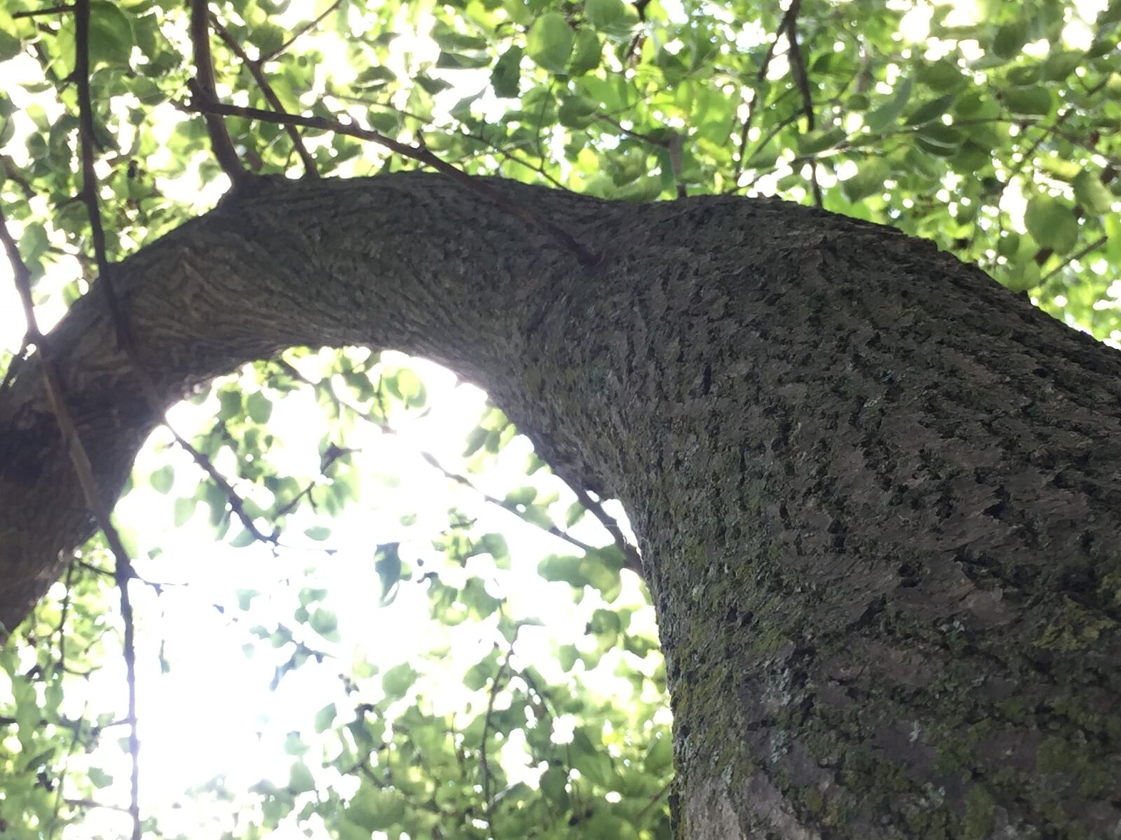 iPhone 6 back camera 4.15mm f/2.2 sample photo