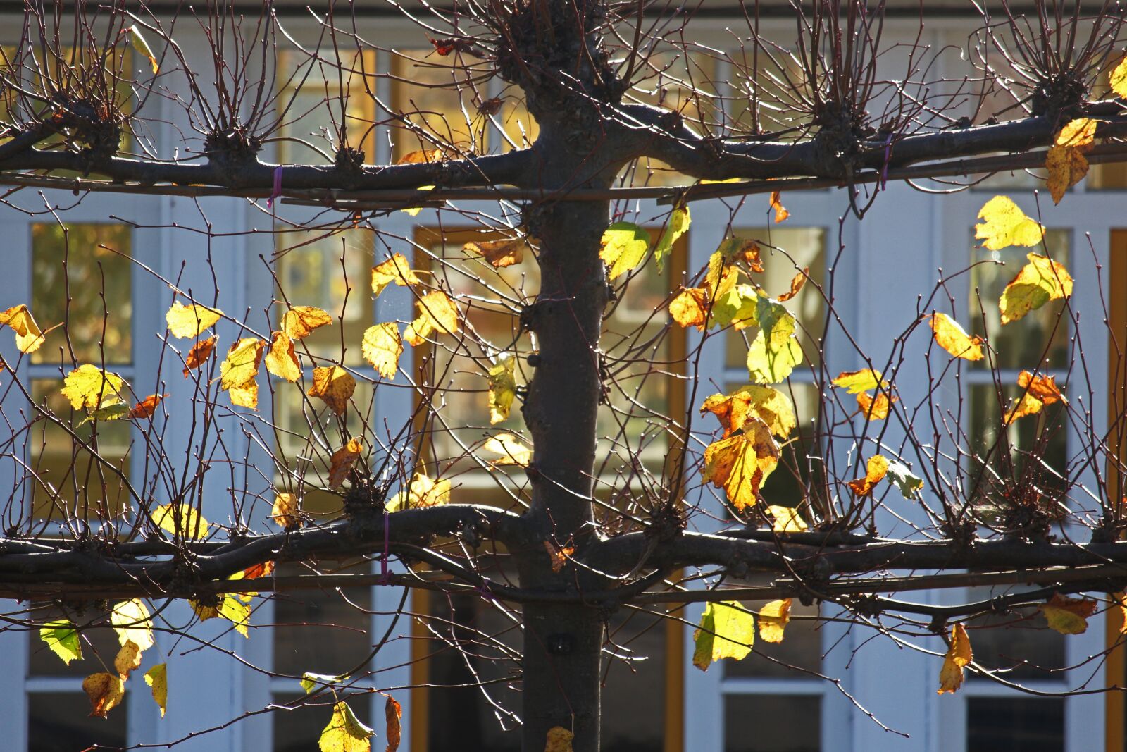 Canon EF-S 55-250mm F4-5.6 IS STM sample photo. Autumn, fall foliage, leaves photography