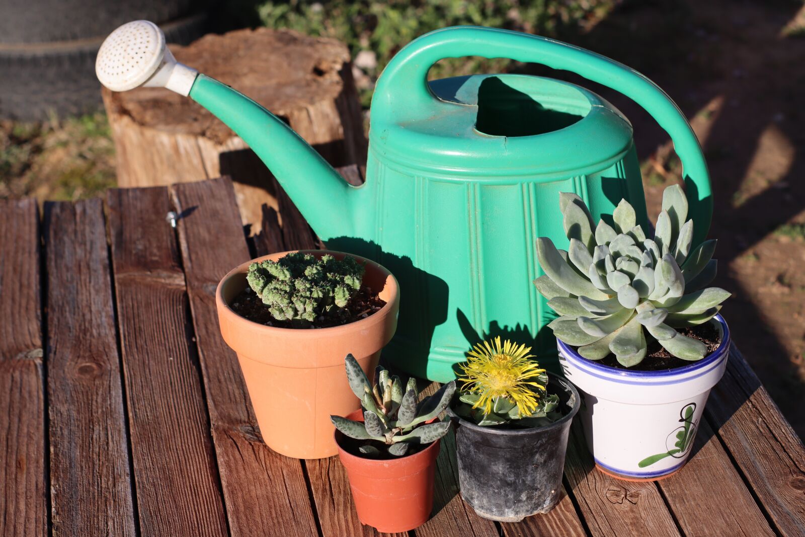 Canon EOS M50 (EOS Kiss M) sample photo. Shower, plants, gardening photography