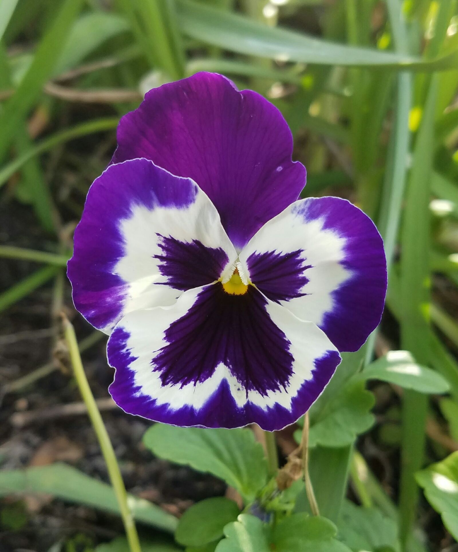 Samsung Galaxy S7 Active sample photo. Flower, purple, blossom photography