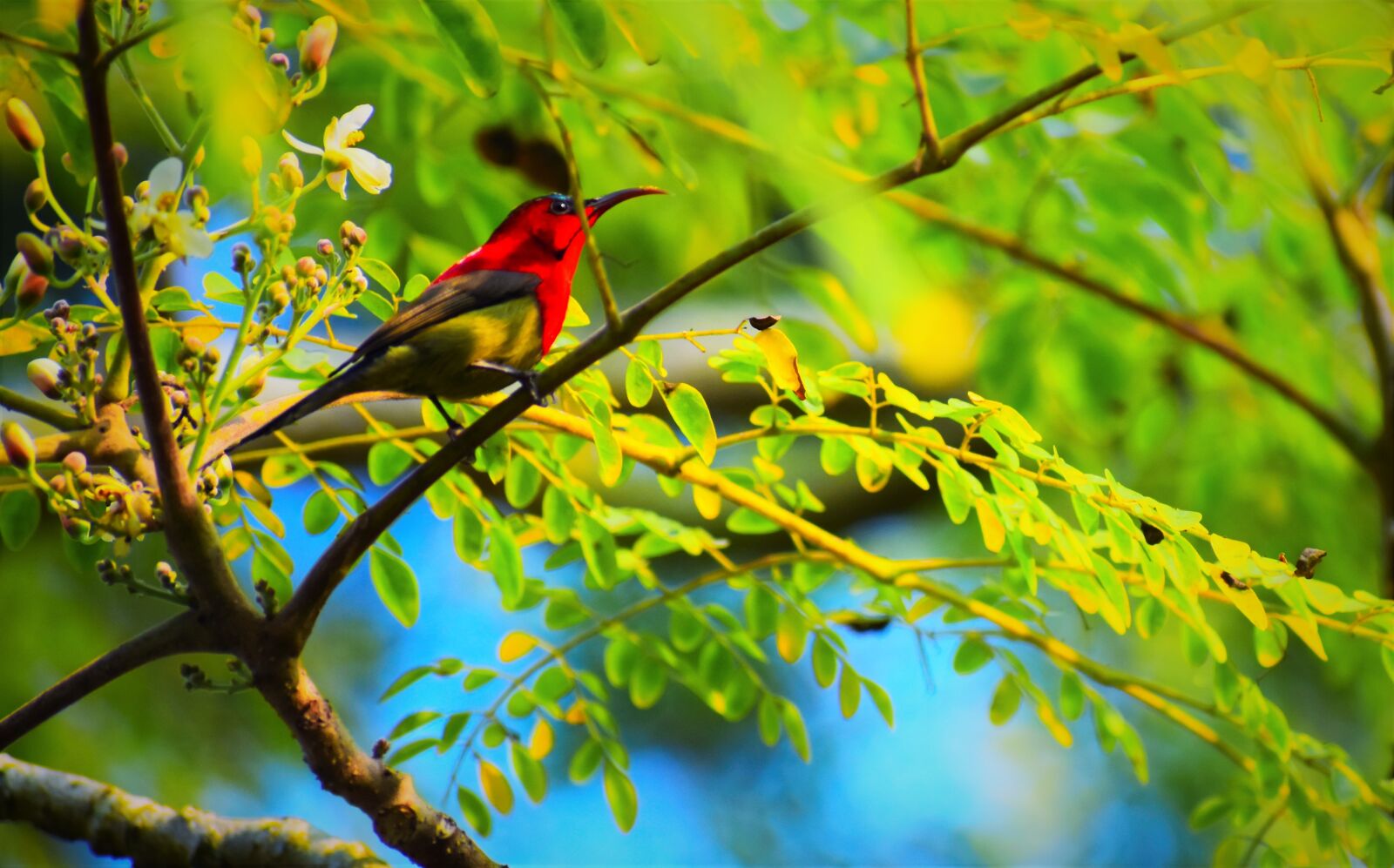 Nikon D5600 sample photo. Nature, bird, tree photography