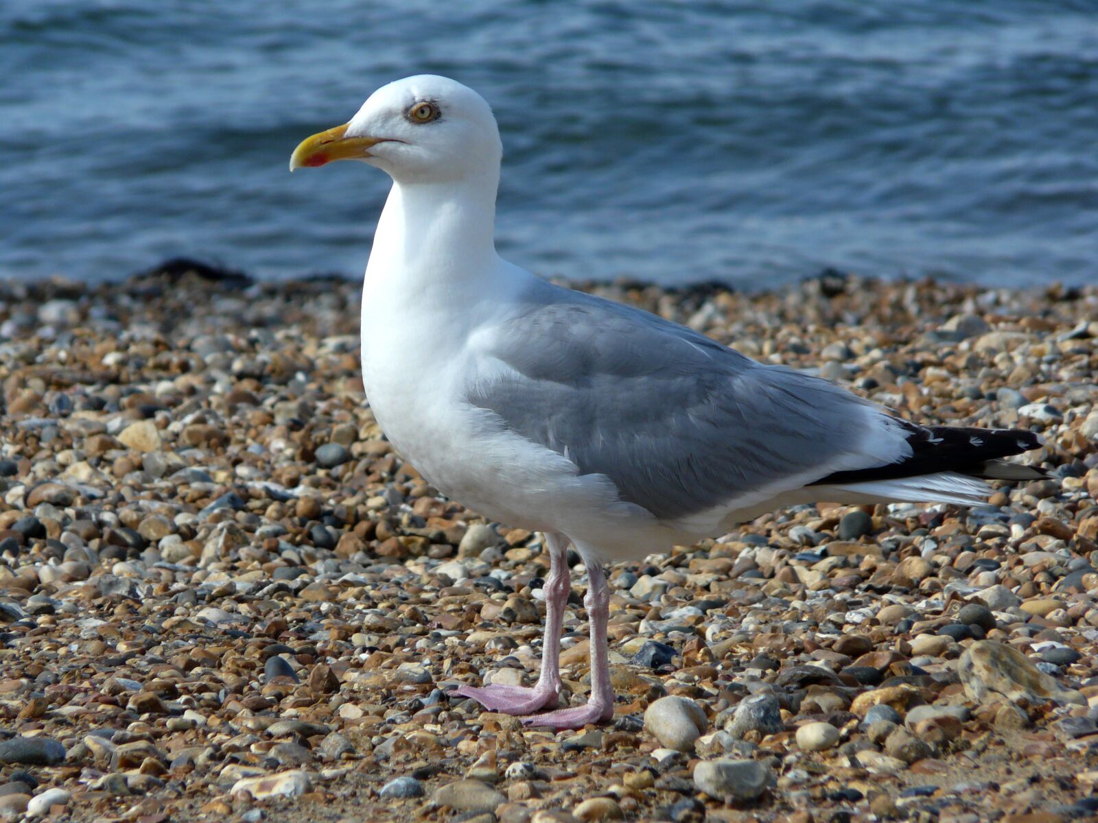Panasonic DMC-FZ18 sample photo. Seagull, gull, bird photography