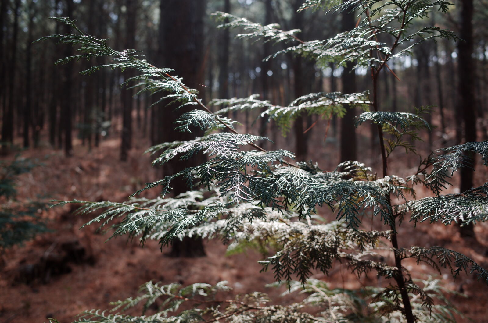 GR Lens sample photo. Forest, sunshine, tree photography