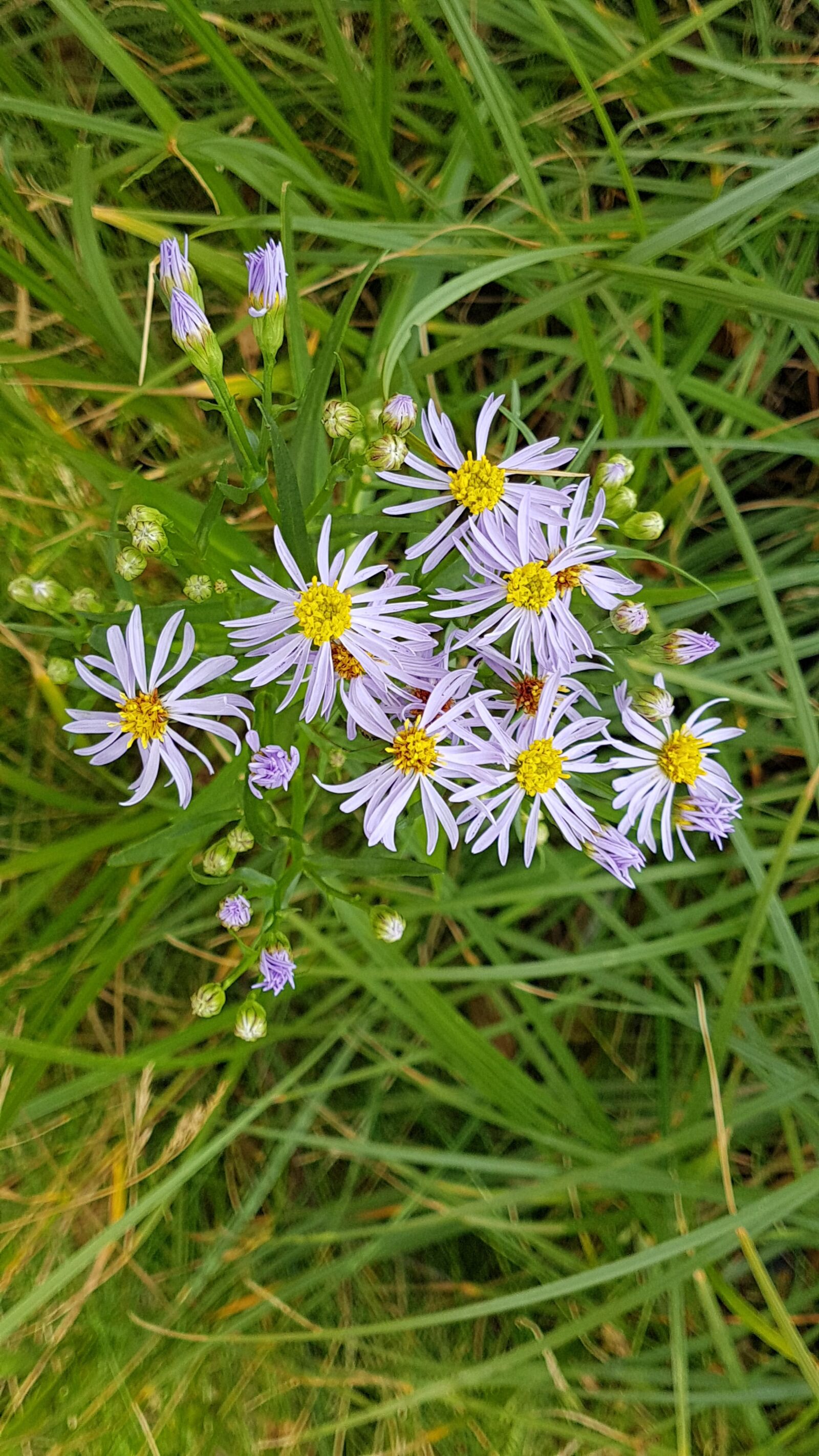 Samsung Galaxy S7 Edge sample photo. Star, flower, color photography