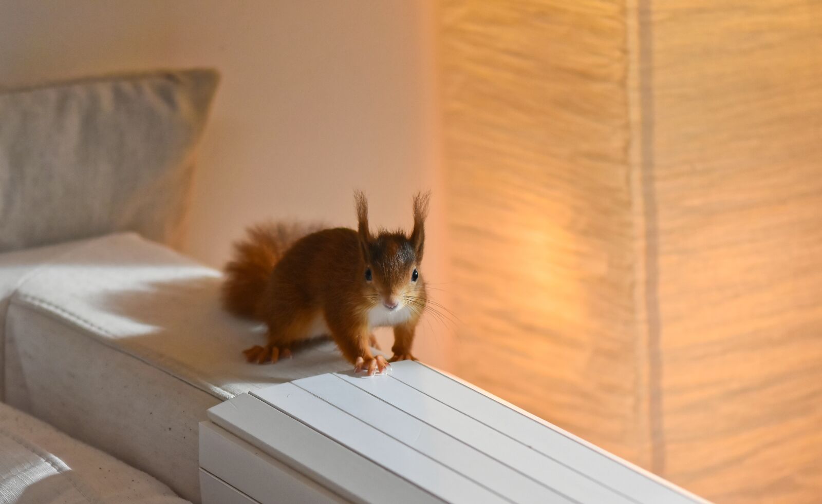 Nikon D7200 sample photo. Squirrel, young animal, small photography