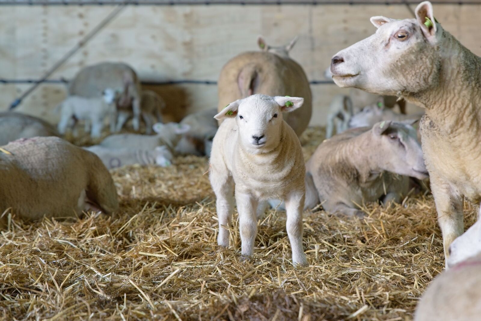 Canon EOS 6D Mark II sample photo. Sheep, lamb, newborn photography