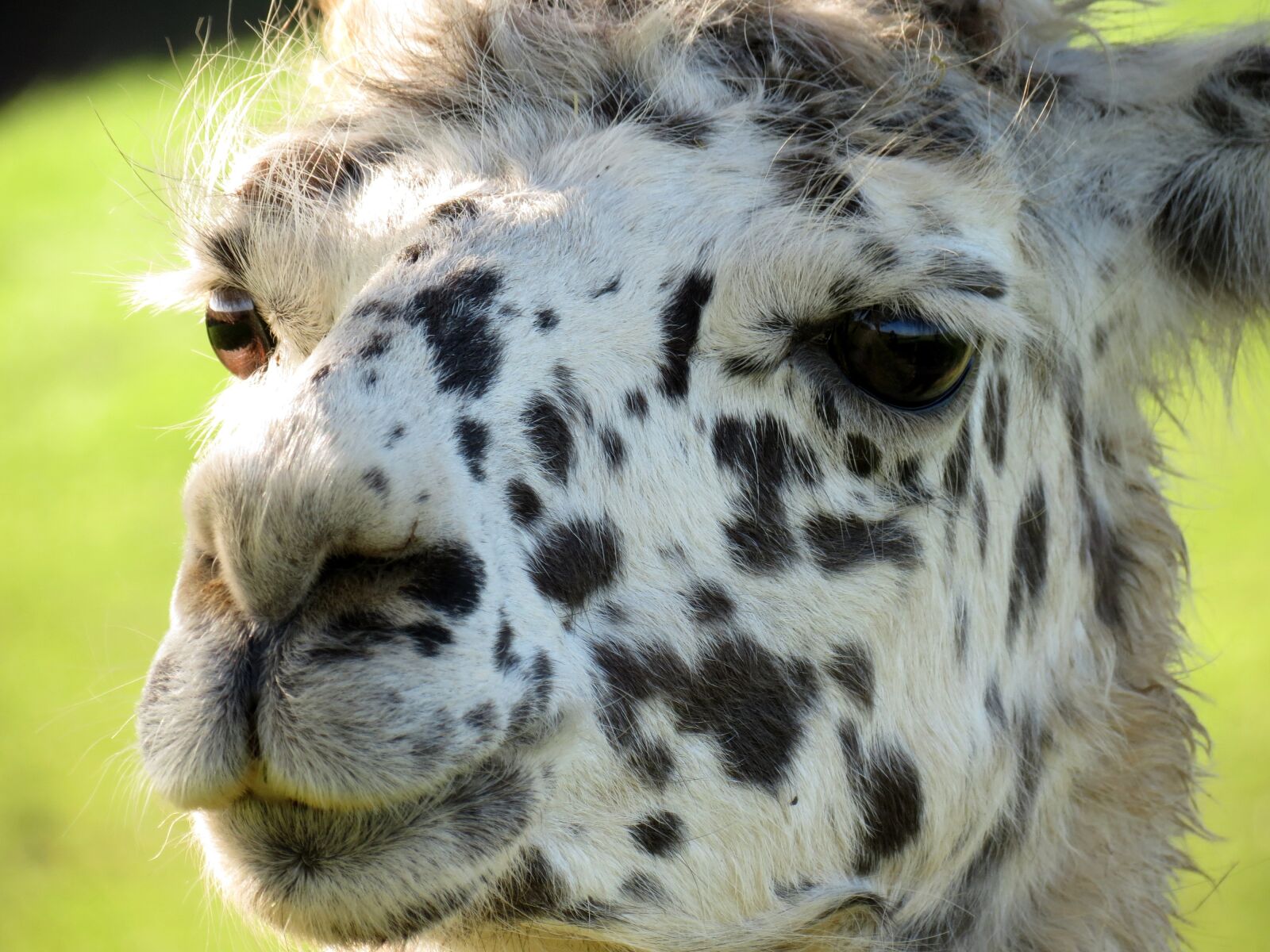 Canon PowerShot SX40 HS sample photo. Lama, head, animal photography