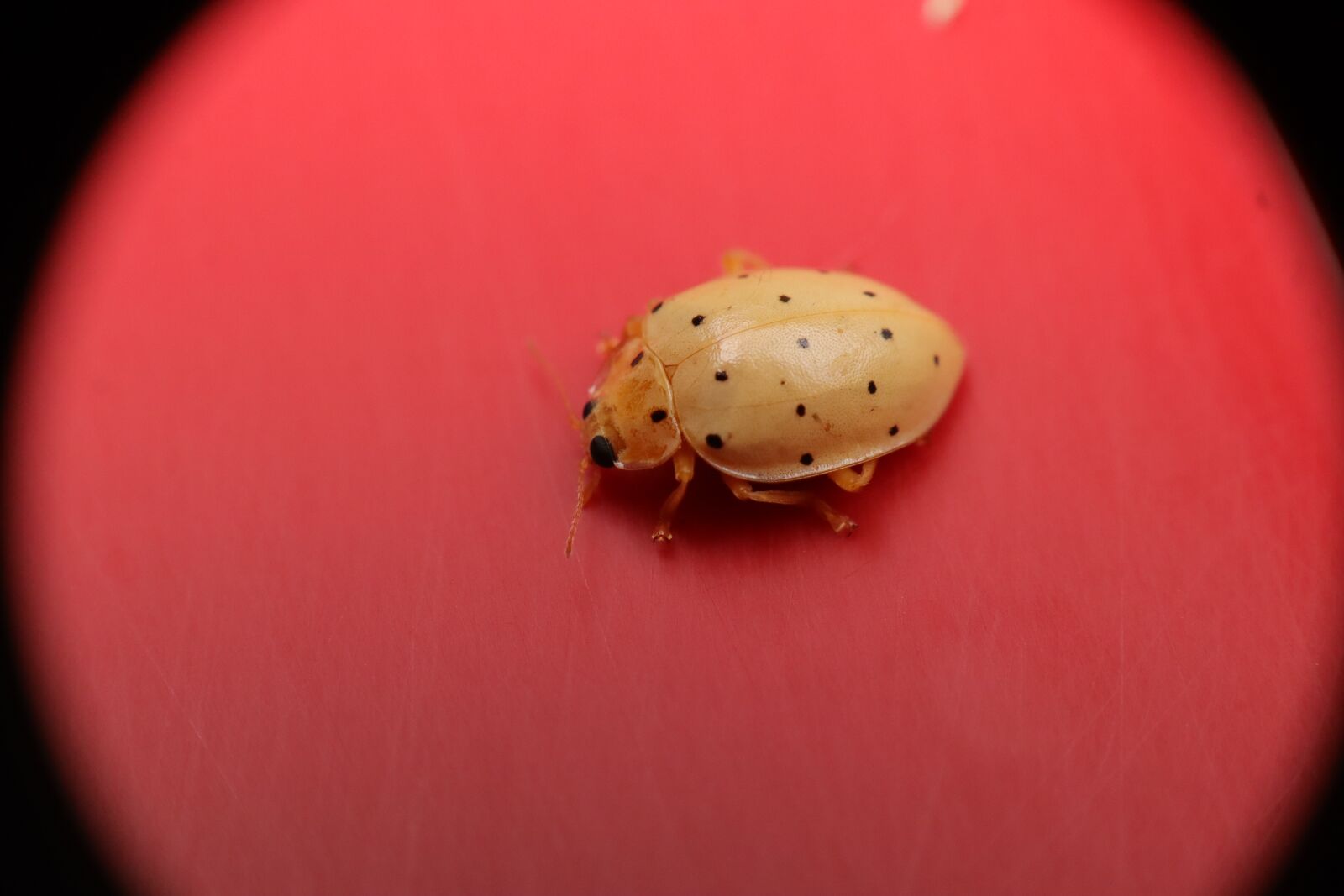 Canon EF-M 15-45mm F3.5-6.3 IS STM sample photo. Insects, garden, ladybug photography