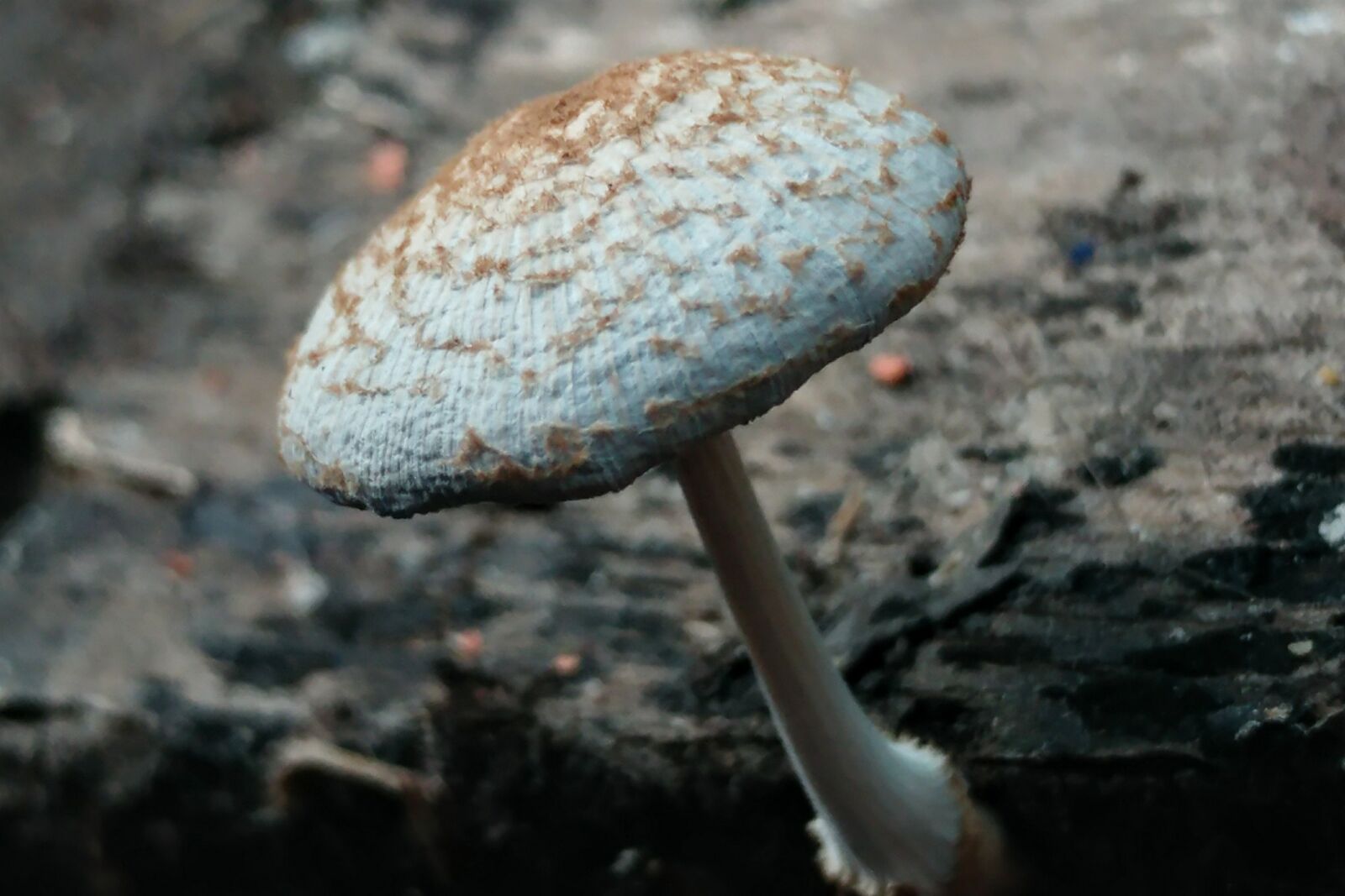 LG G5 sample photo. Mushroom, fungus, moss photography