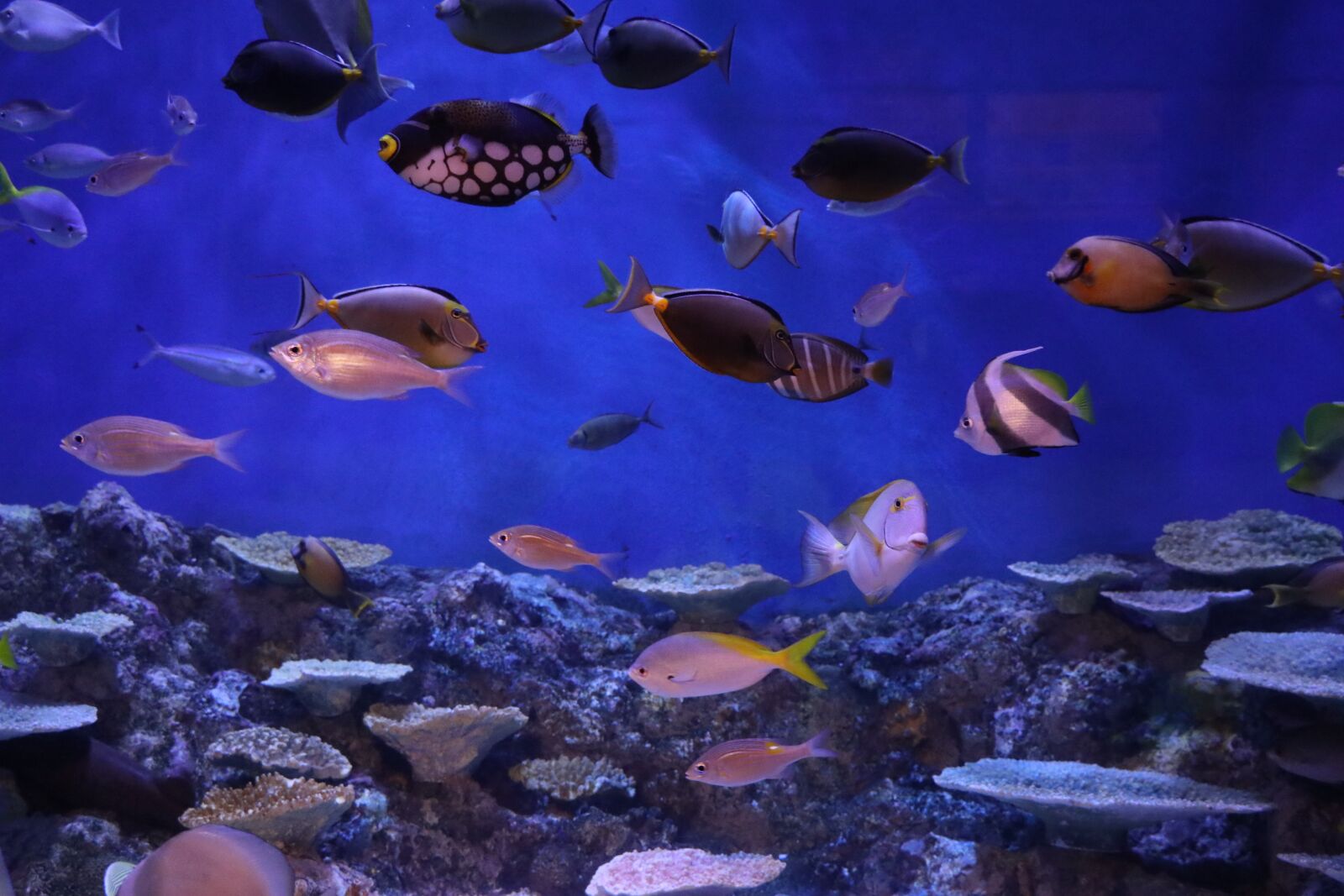 Canon EOS 80D sample photo. Aquarium, fish, water tank photography