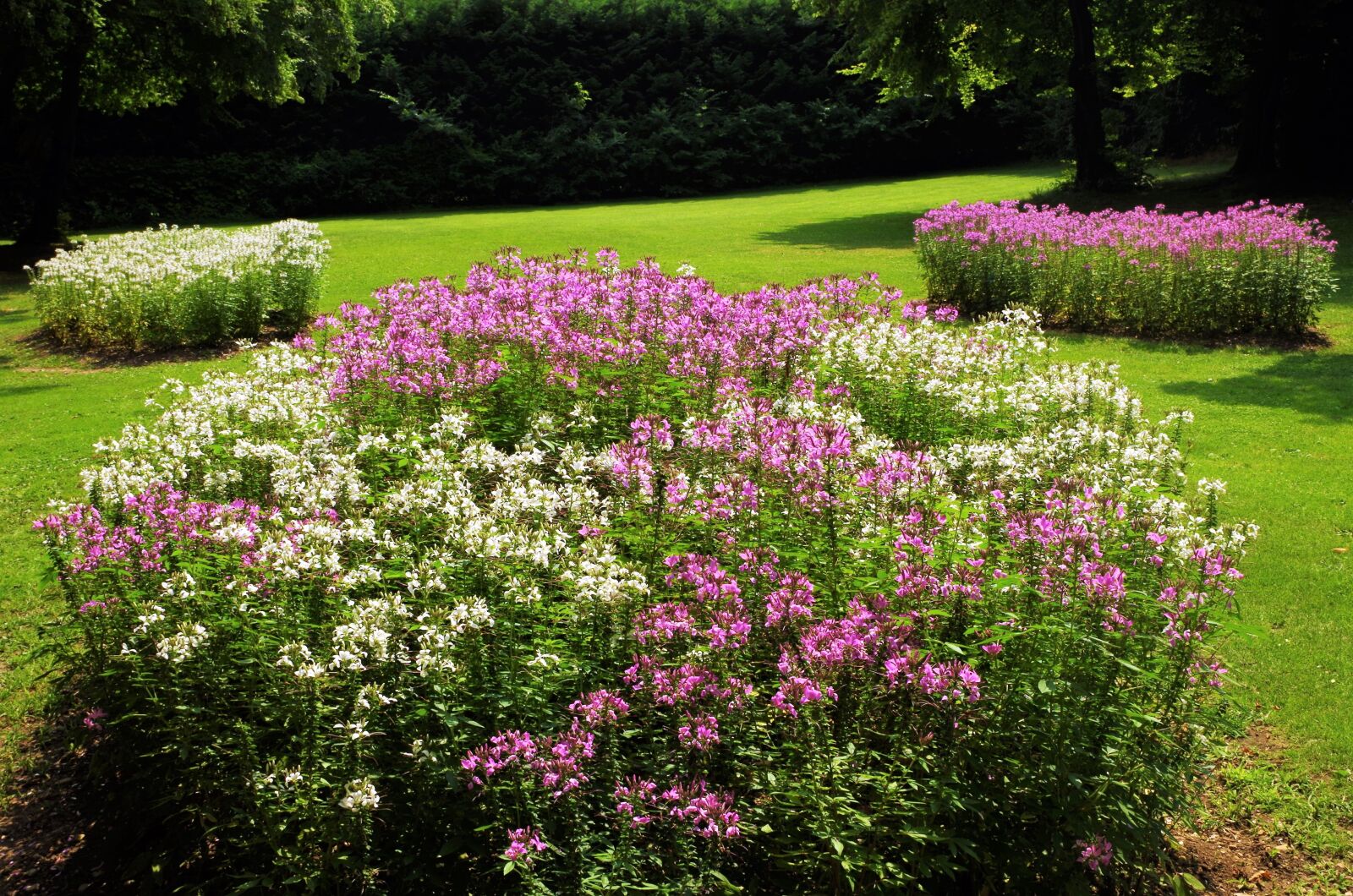 Pentax K-50 sample photo. Flowers, garden, flower beds photography