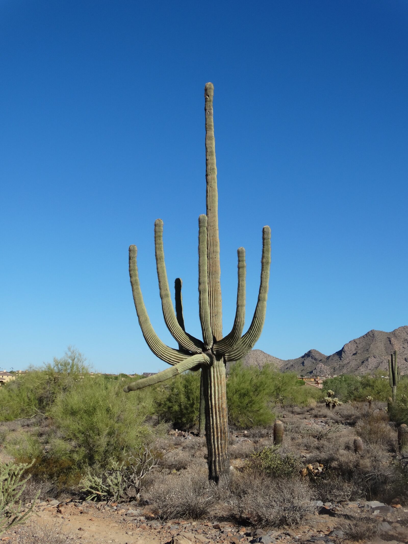 Sony Cyber-shot DSC-HX300 sample photo. Saguaro, desert, sonoran photography