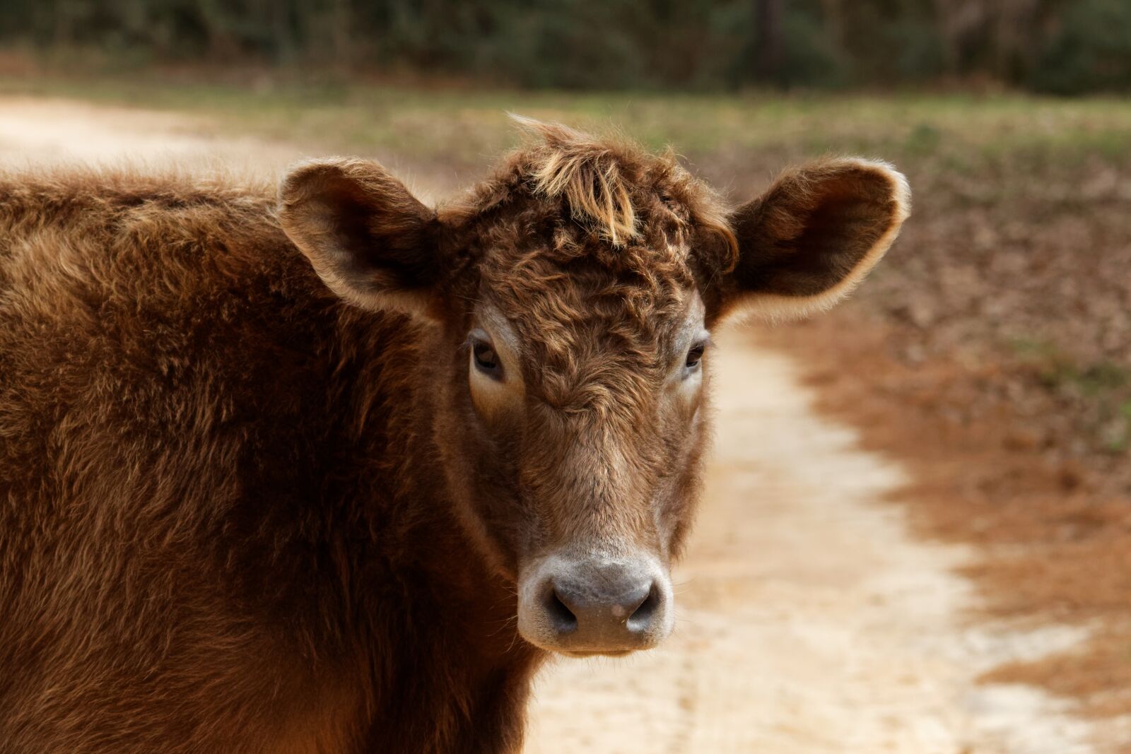 Canon EOS 70D sample photo. Cow, farm, animal photography